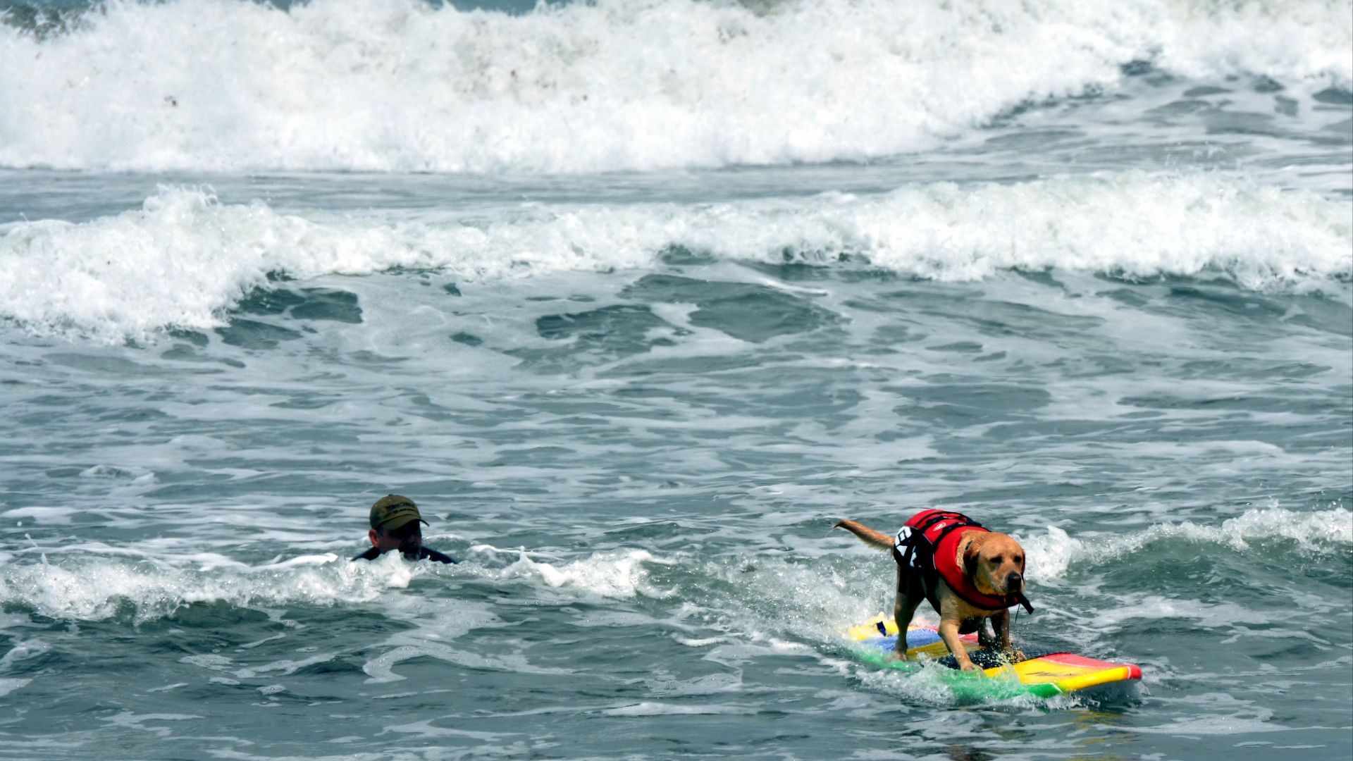 File:World Dog Surfing Championship - Pacifica - 8-4-2018 (146).jpg