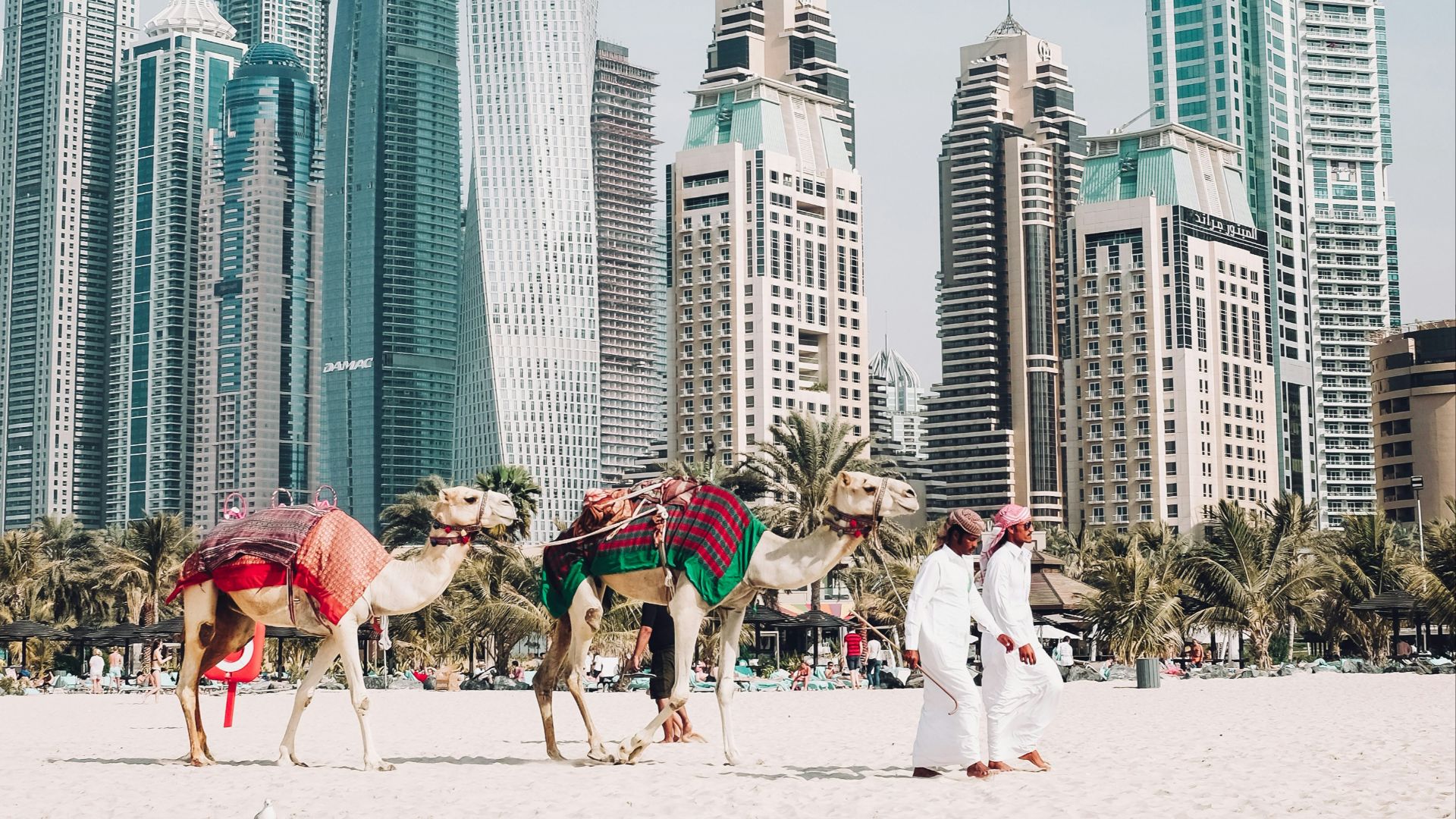 camels on beach sands