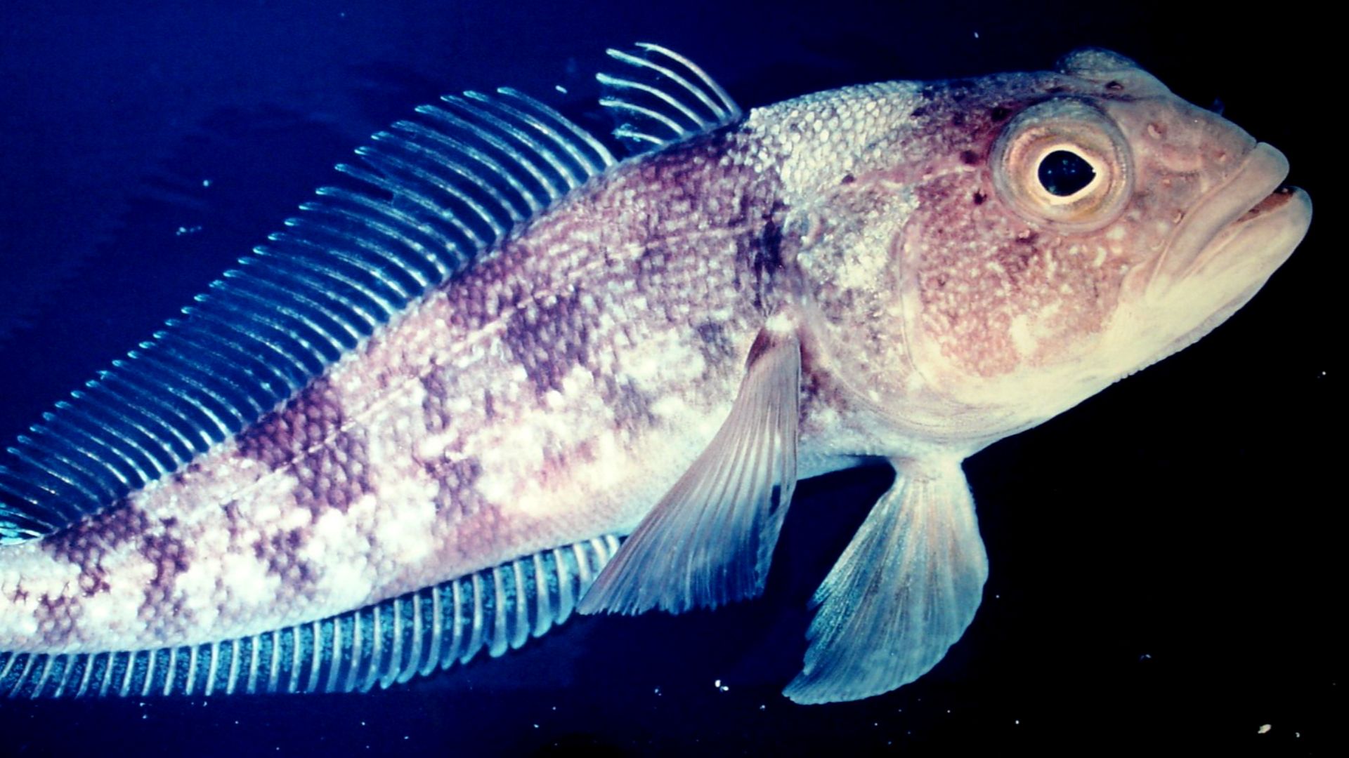 File:Emerald rockcod, Trematomus bernacchii.jpg
