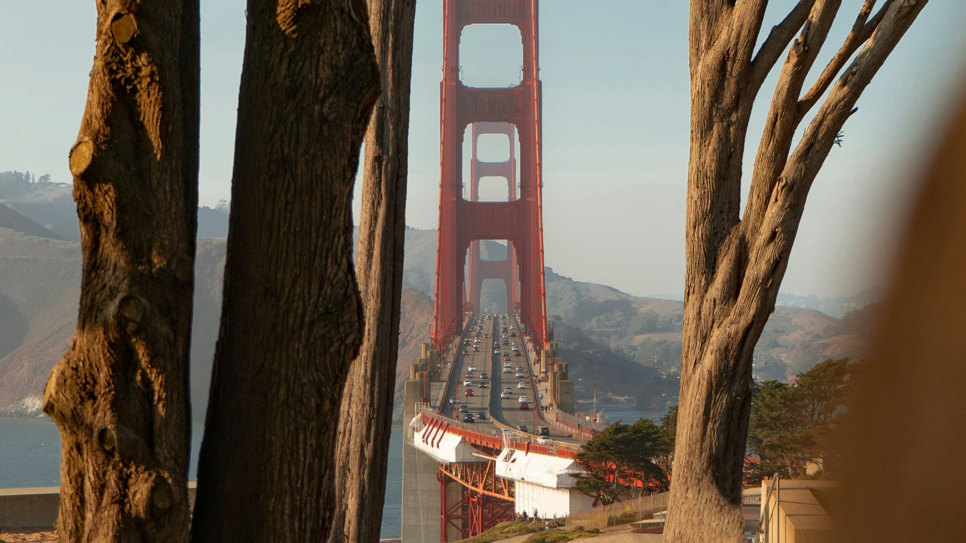 red and white bridge over the trees