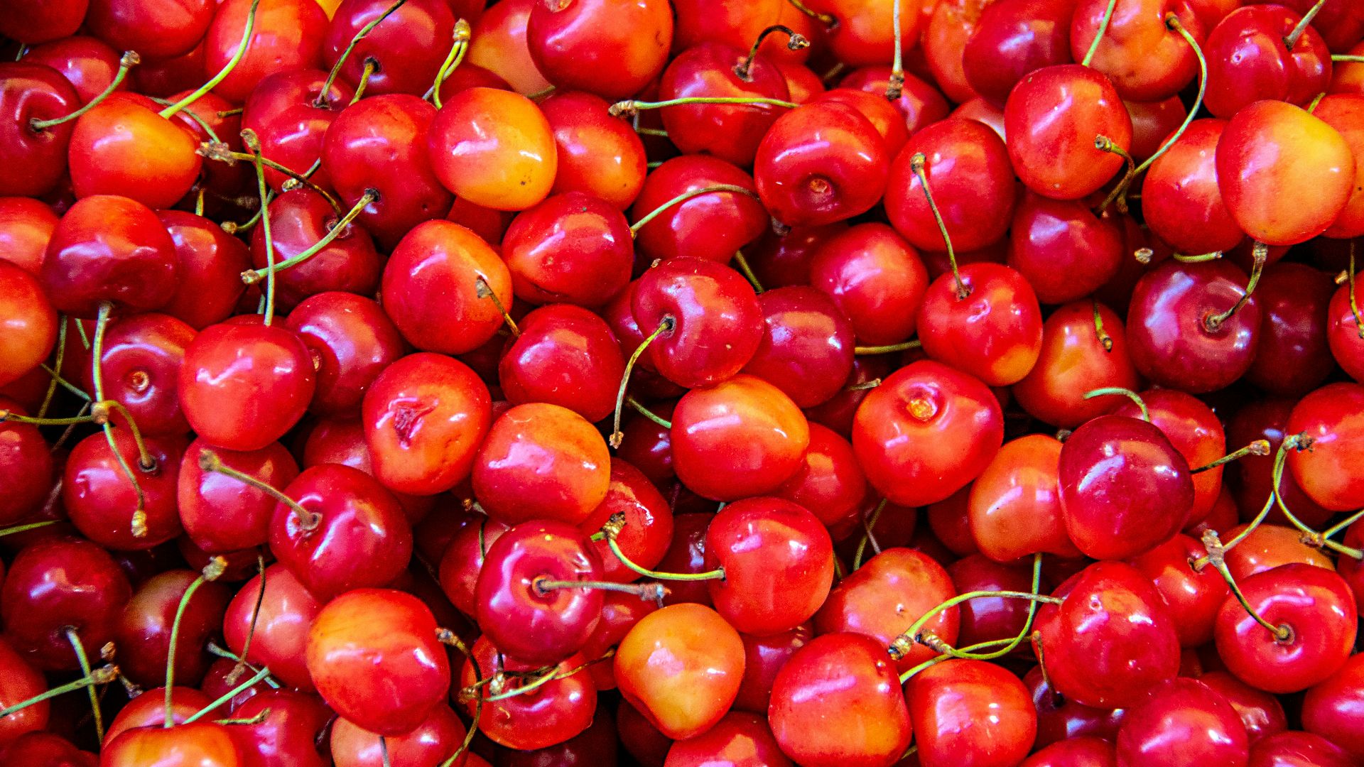 red berry lot