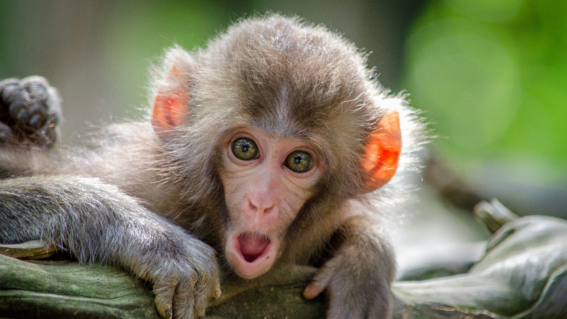 brown coated monkey on branch