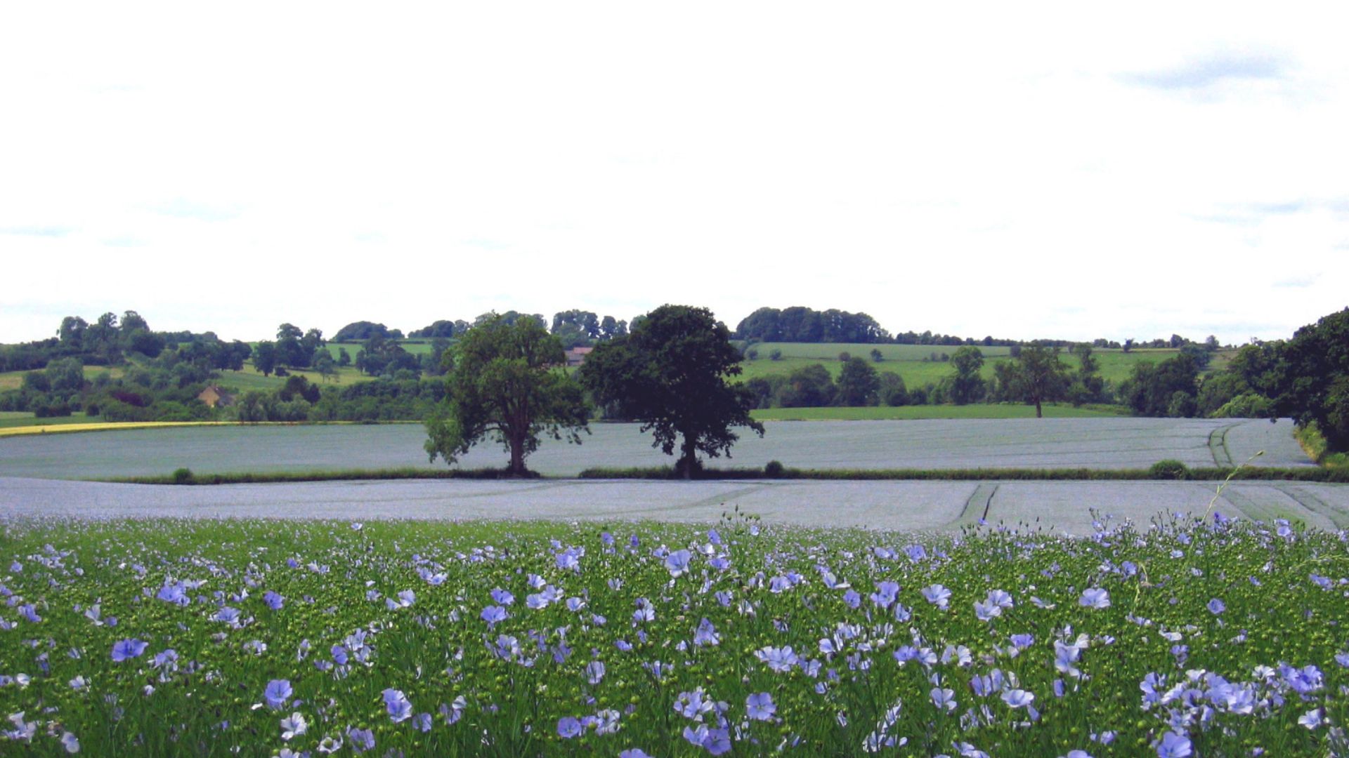 File:Cotswolds linseed field 2.jpg
