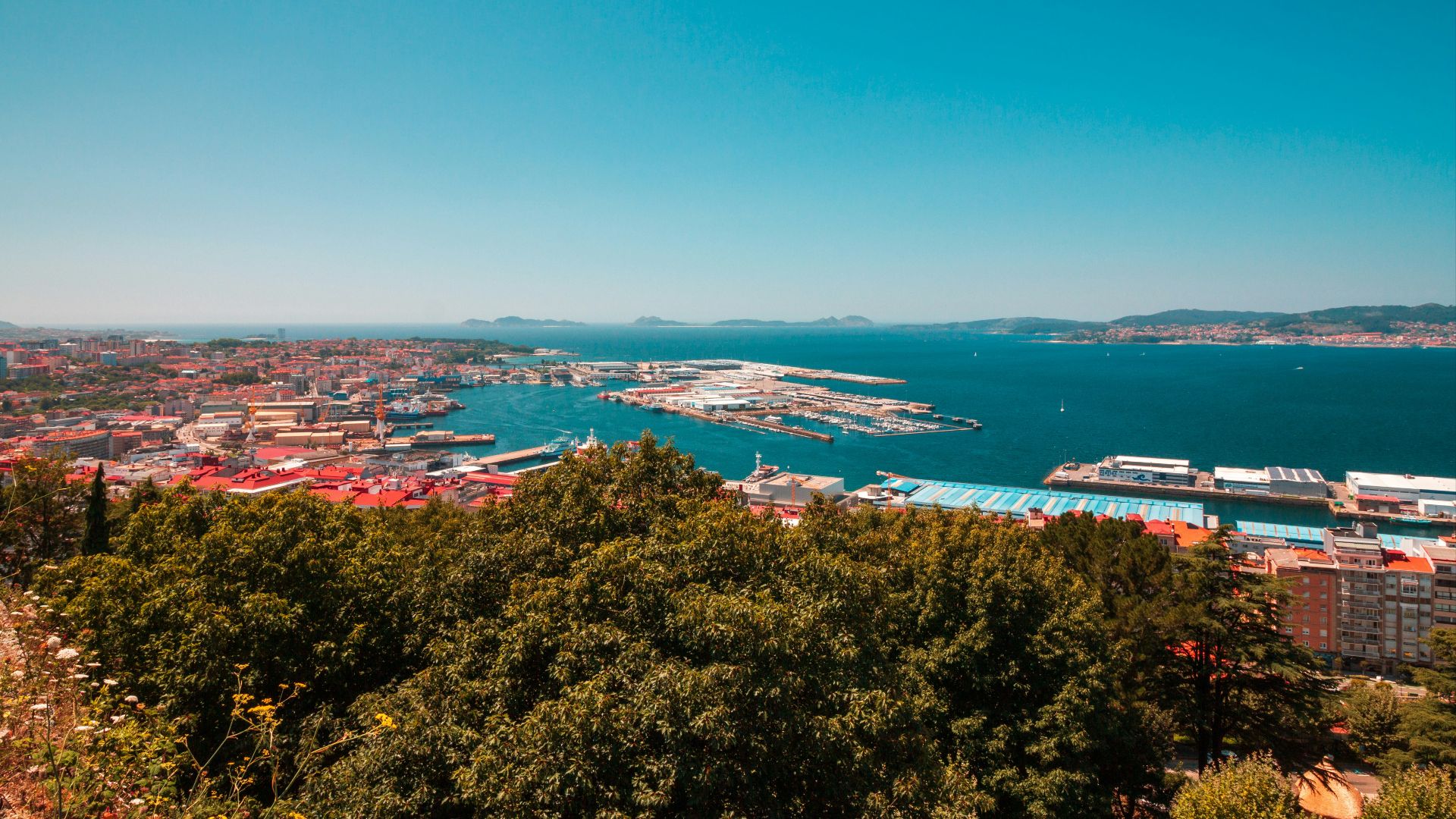 green trees near body of water during daytime