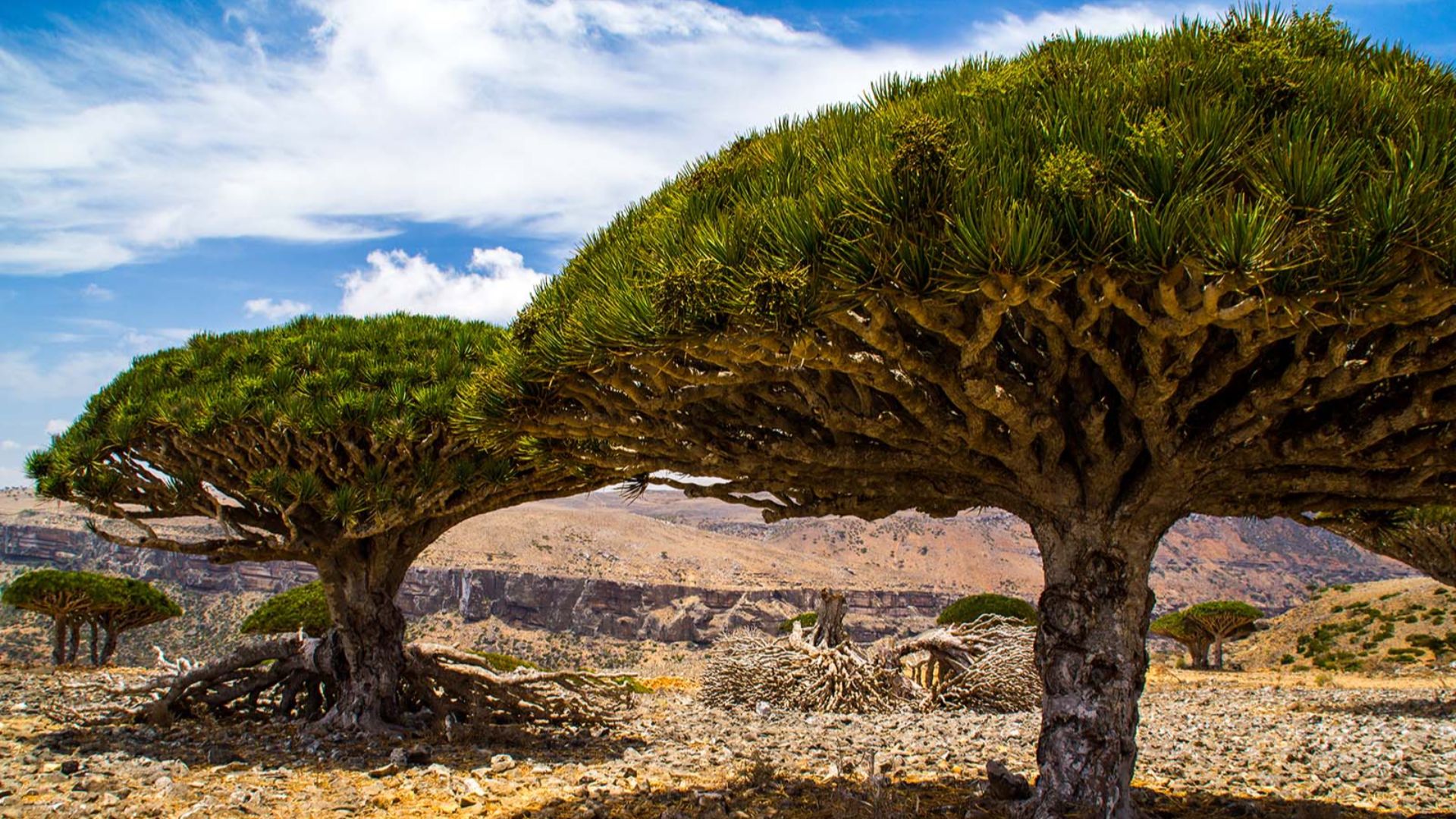 File:Dragon’s blood trees, Diksam plateau, Socotra Island.jpg