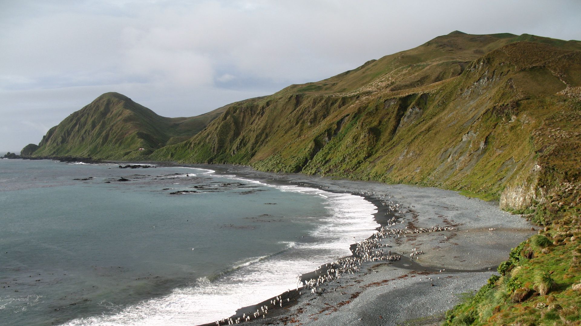 File:MacquarieIsland7.JPG