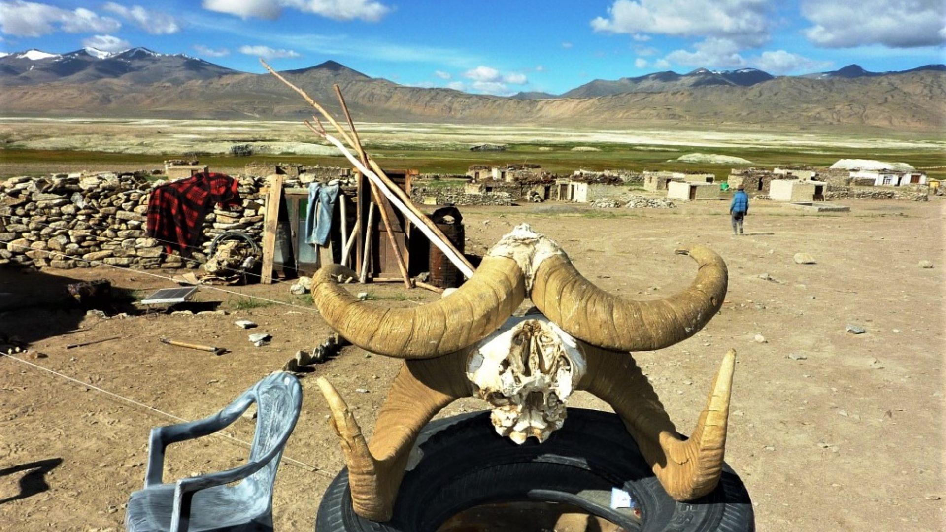 File:Argali horns, Changtang, Ladakh.jpg