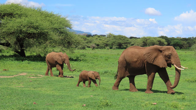 Elephant1