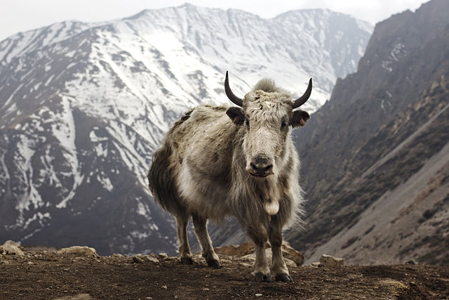 640Px-Bos Grunniens At Letdar On Annapurna Circuit