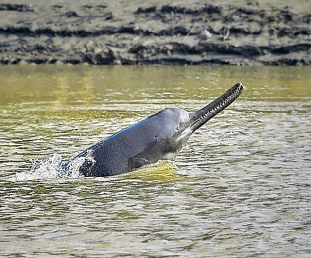 Ganges River Dolphin Cropped