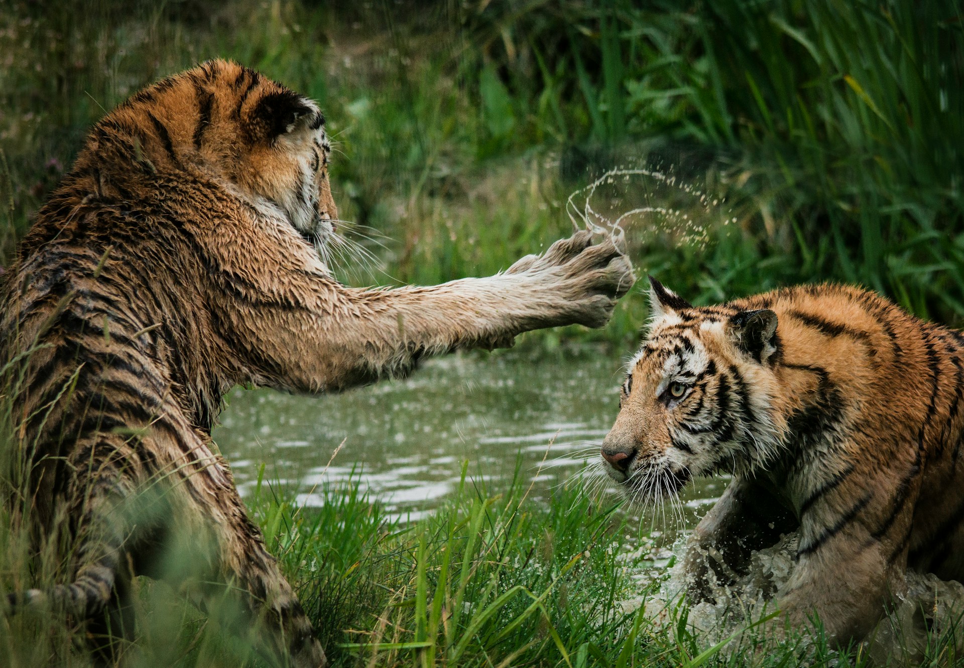 Frida-Lannerstrom-76Dgucmupv4-Unsplash