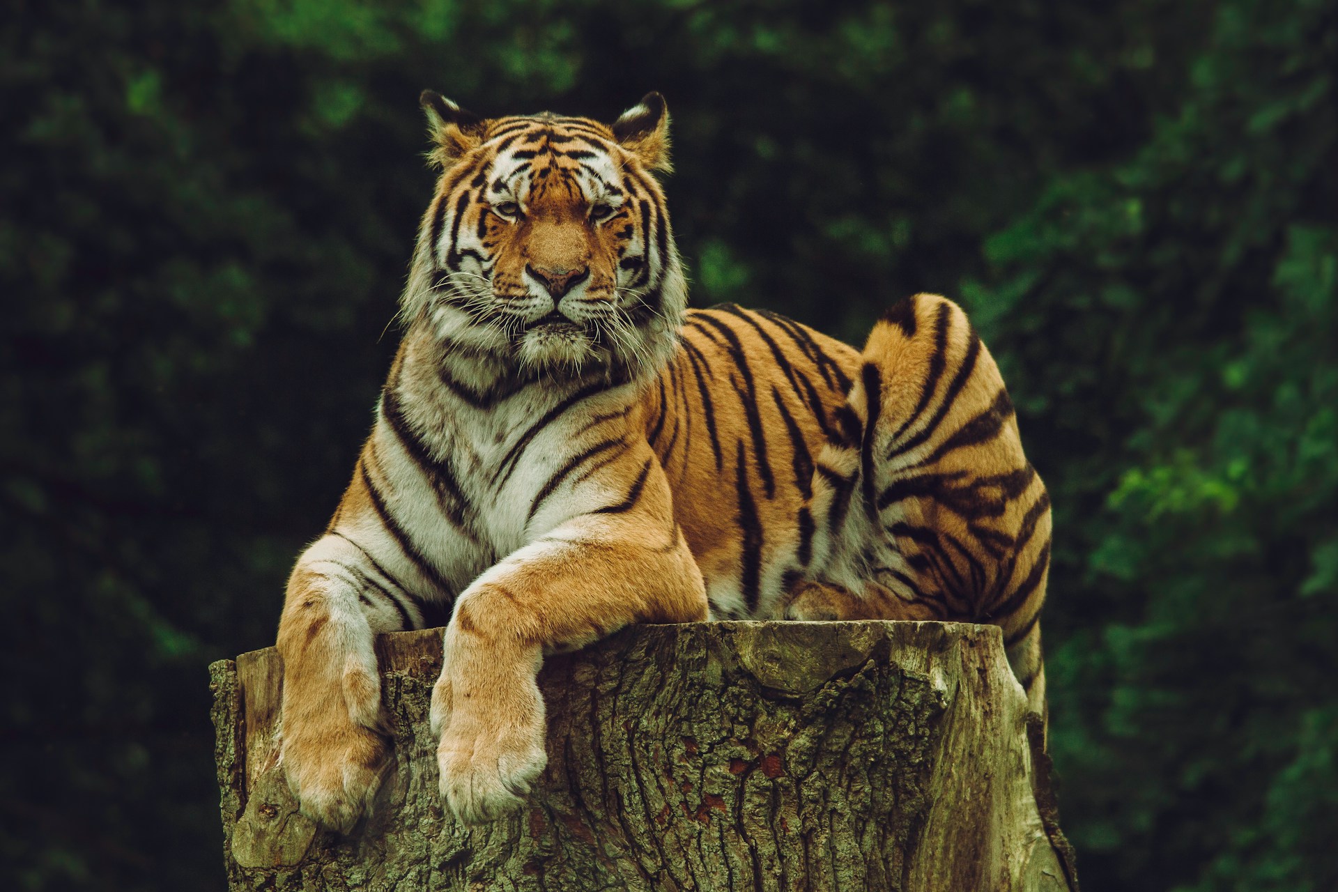 Frida-Lannerstrom-Ido A-Dxrcy-Unsplash
