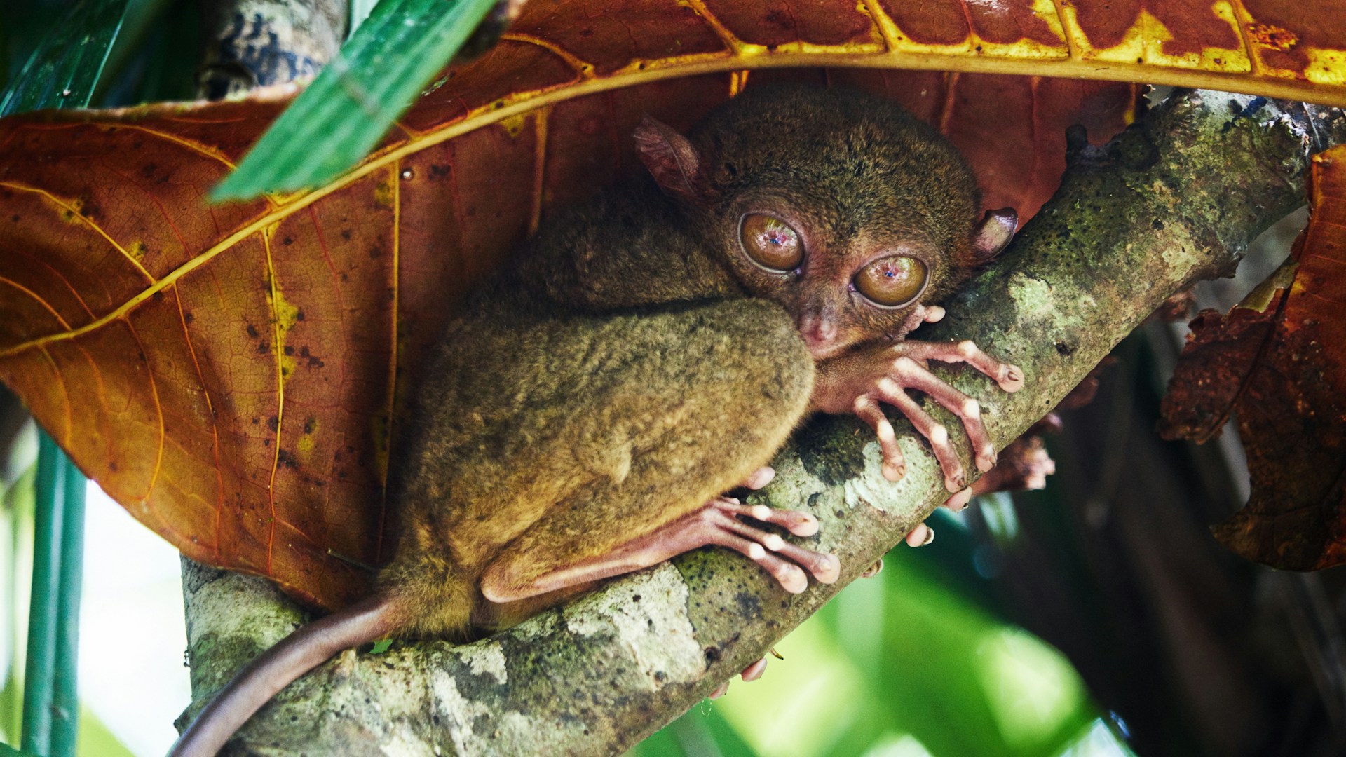 20 Rare Animals You Can Only Find in Asia - RoughMaps