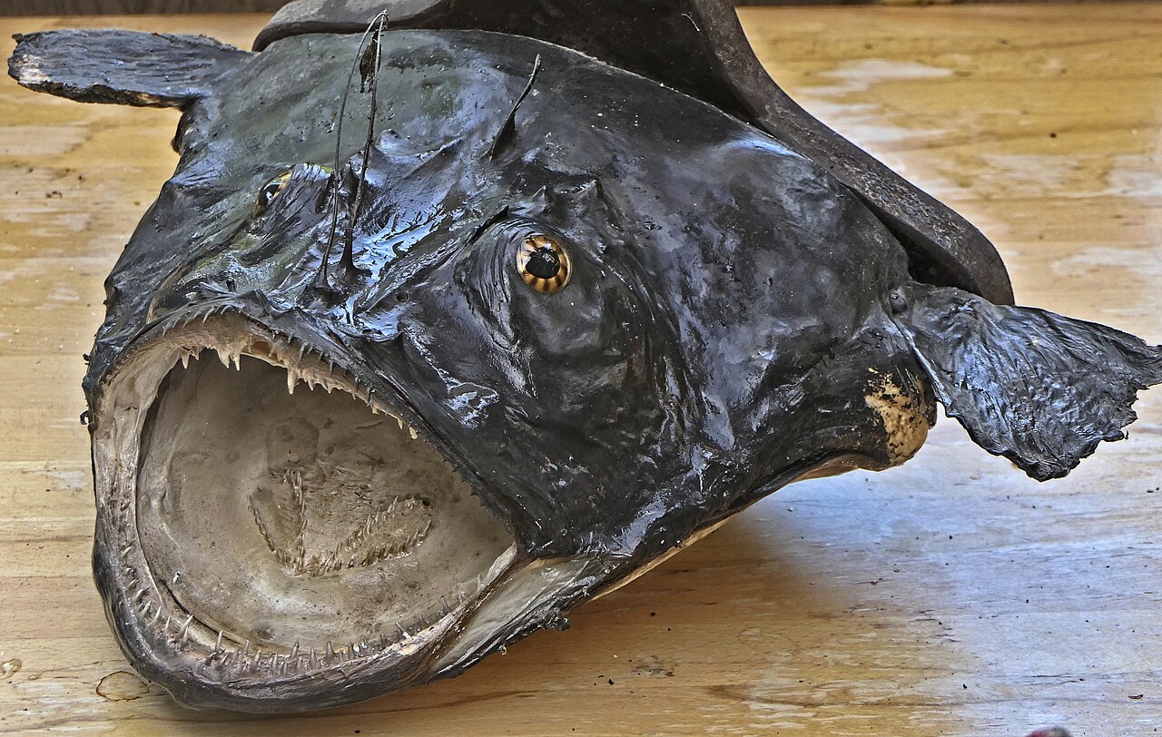 Lophius Piscatorius - Seeteufel