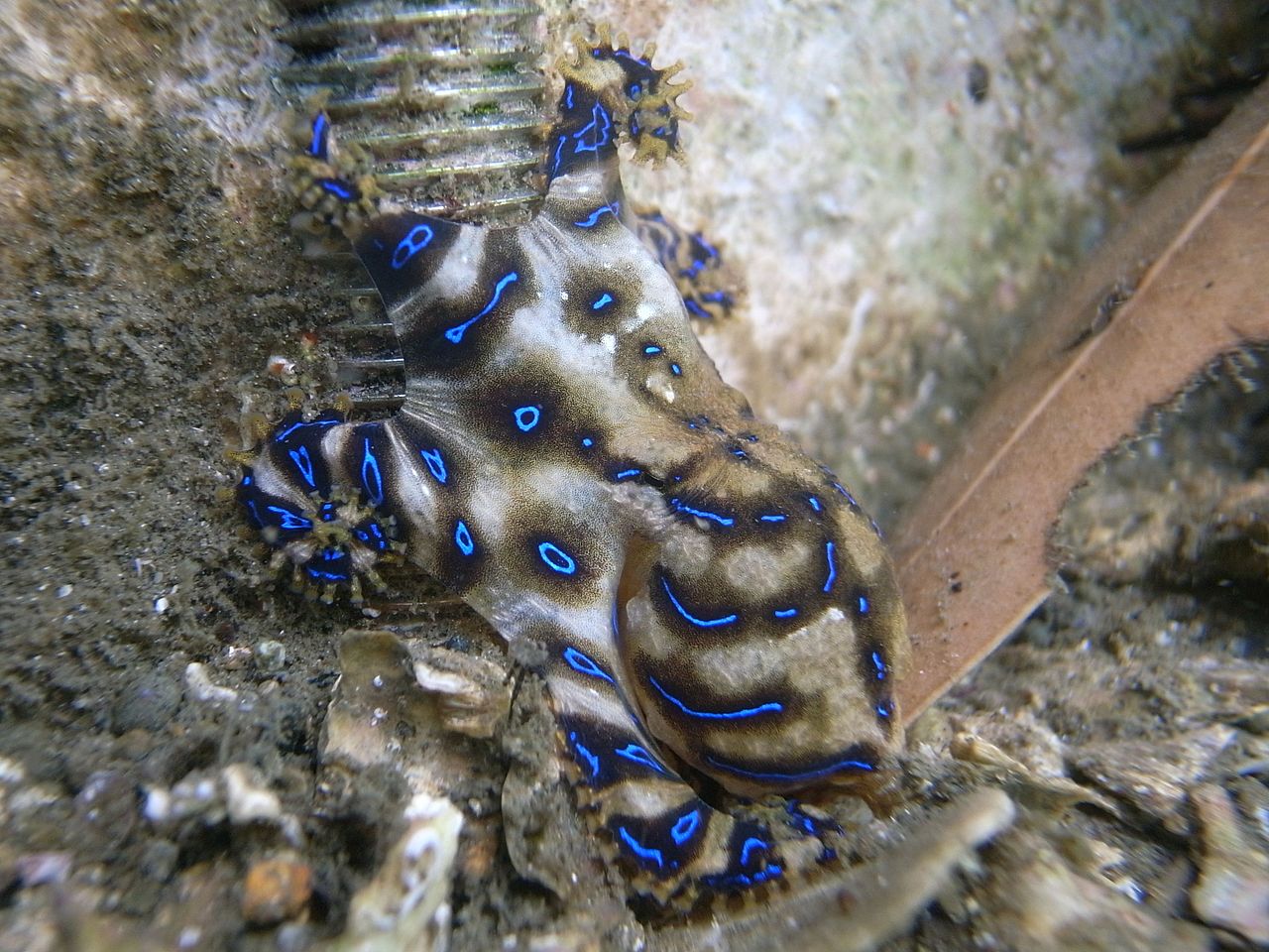 Blue-Ringed Octopus (Hapalochlaena Maculosa) (8593173385)