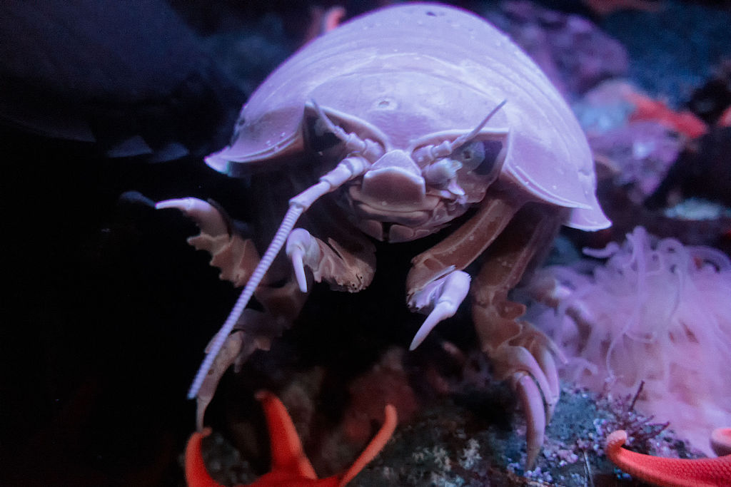 Giant Isopod (18443864634)
