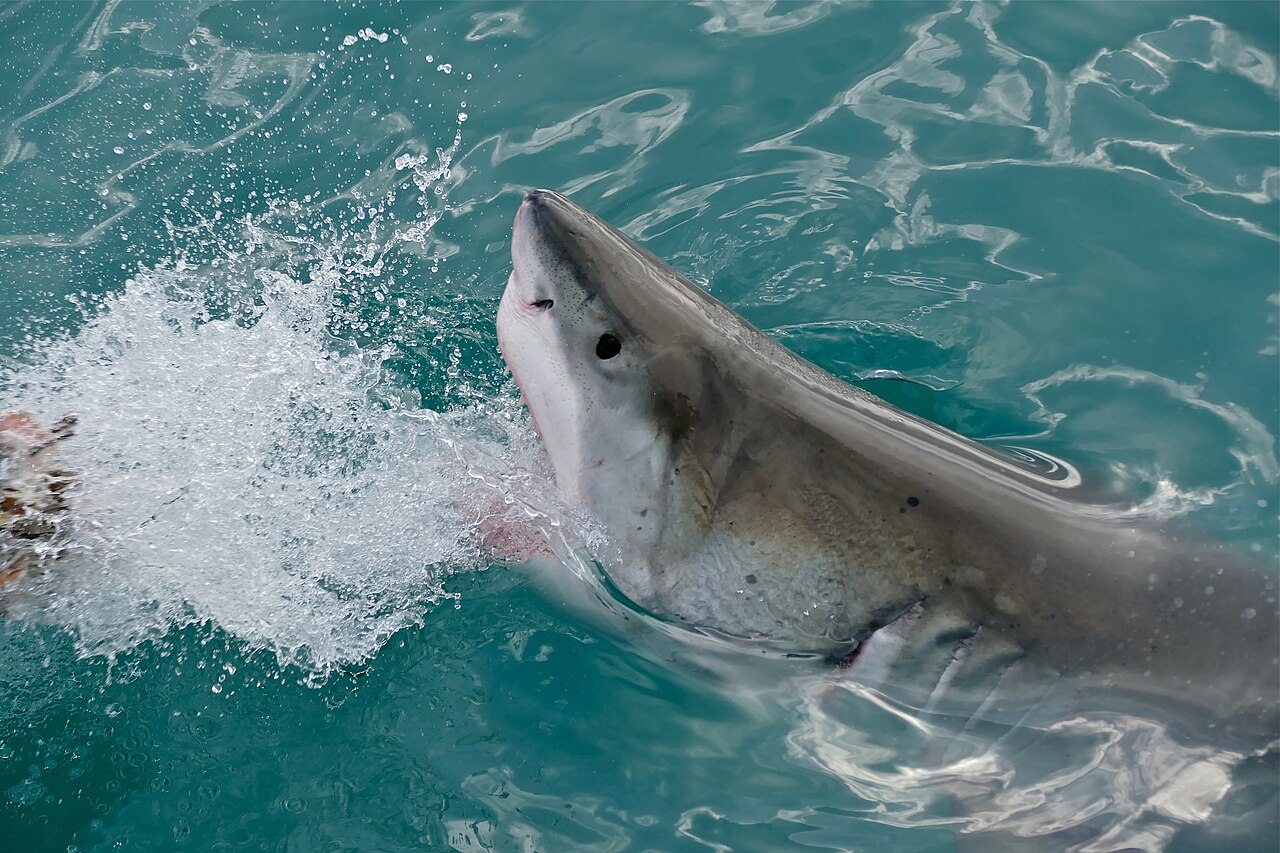 Great White Shark (Carcharodon Carcharias) (32532118720)
