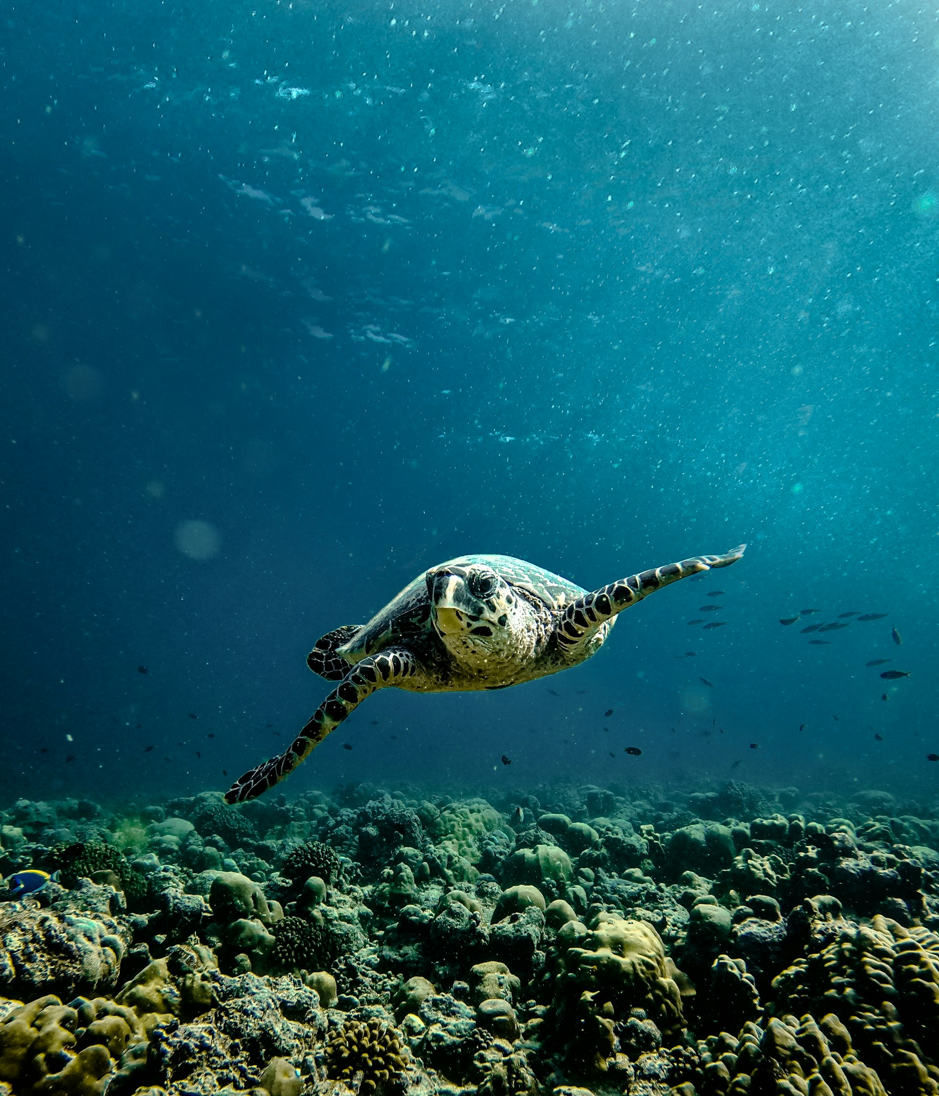 Rayyu-Maldives-Cdsfrdtqg 8-Unsplash