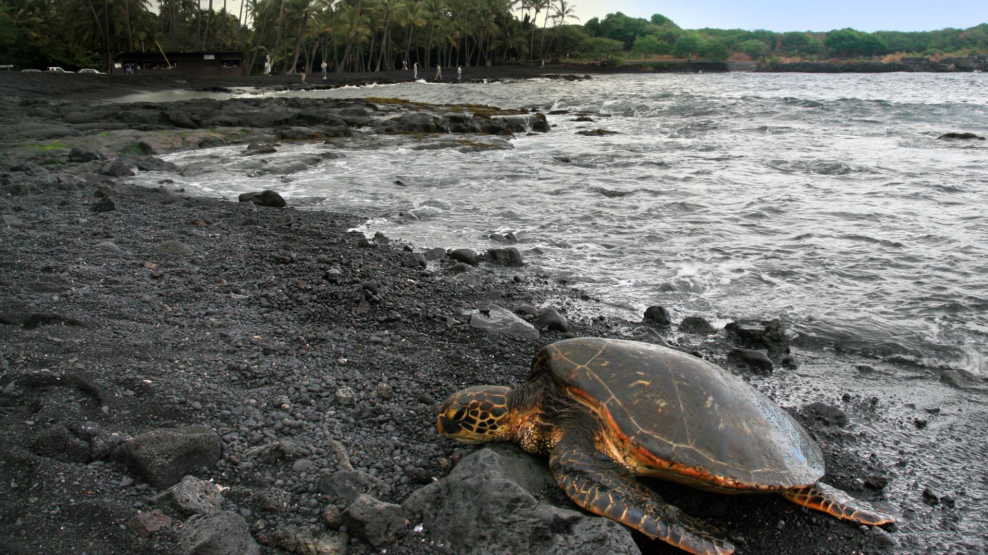 File:Green turtle Chelonia mydas is basking on Punaluu Beach Big Island of Hawaii.jpg