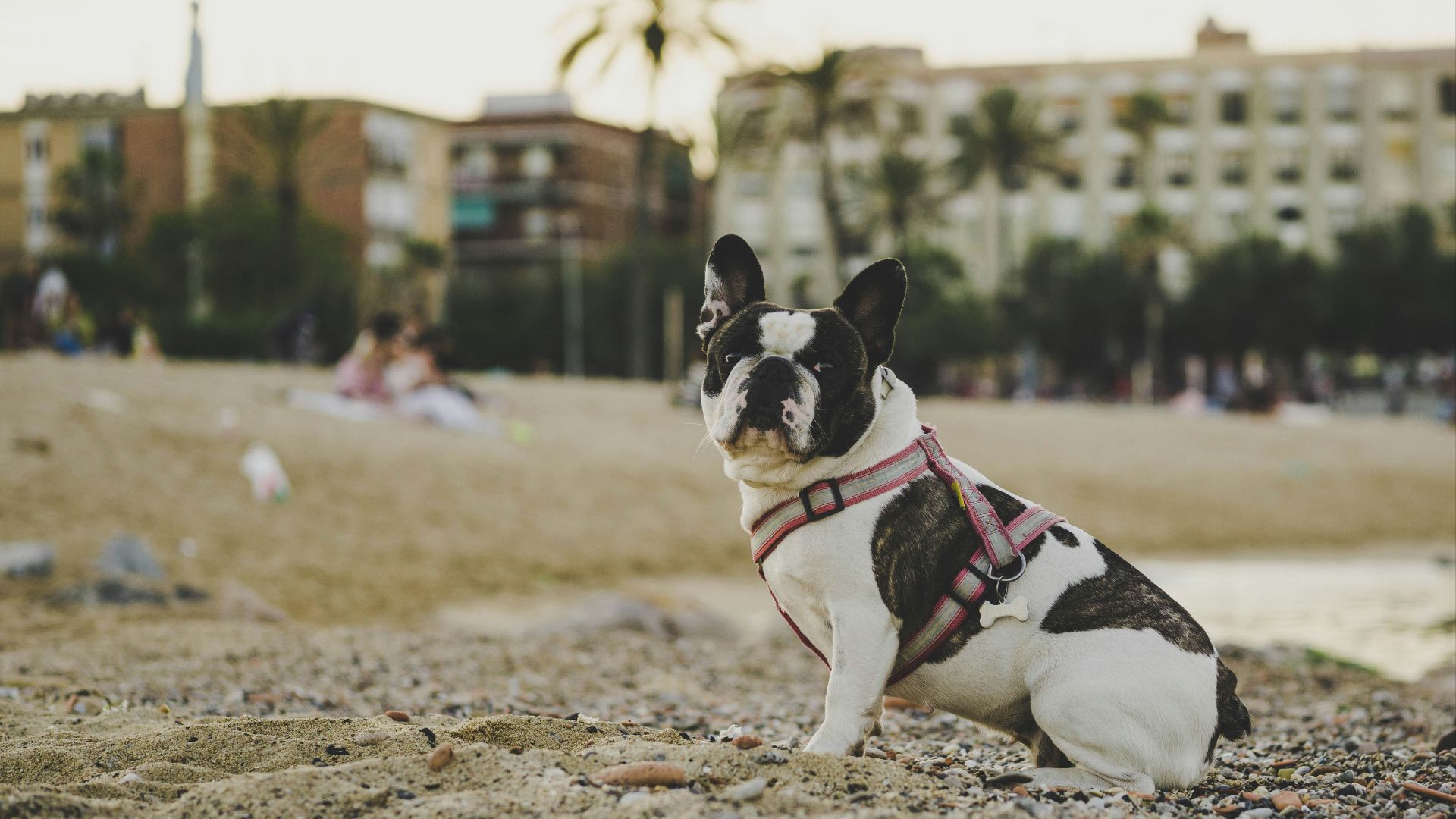selective focus photo of short-coated white and black dog sitting on sand