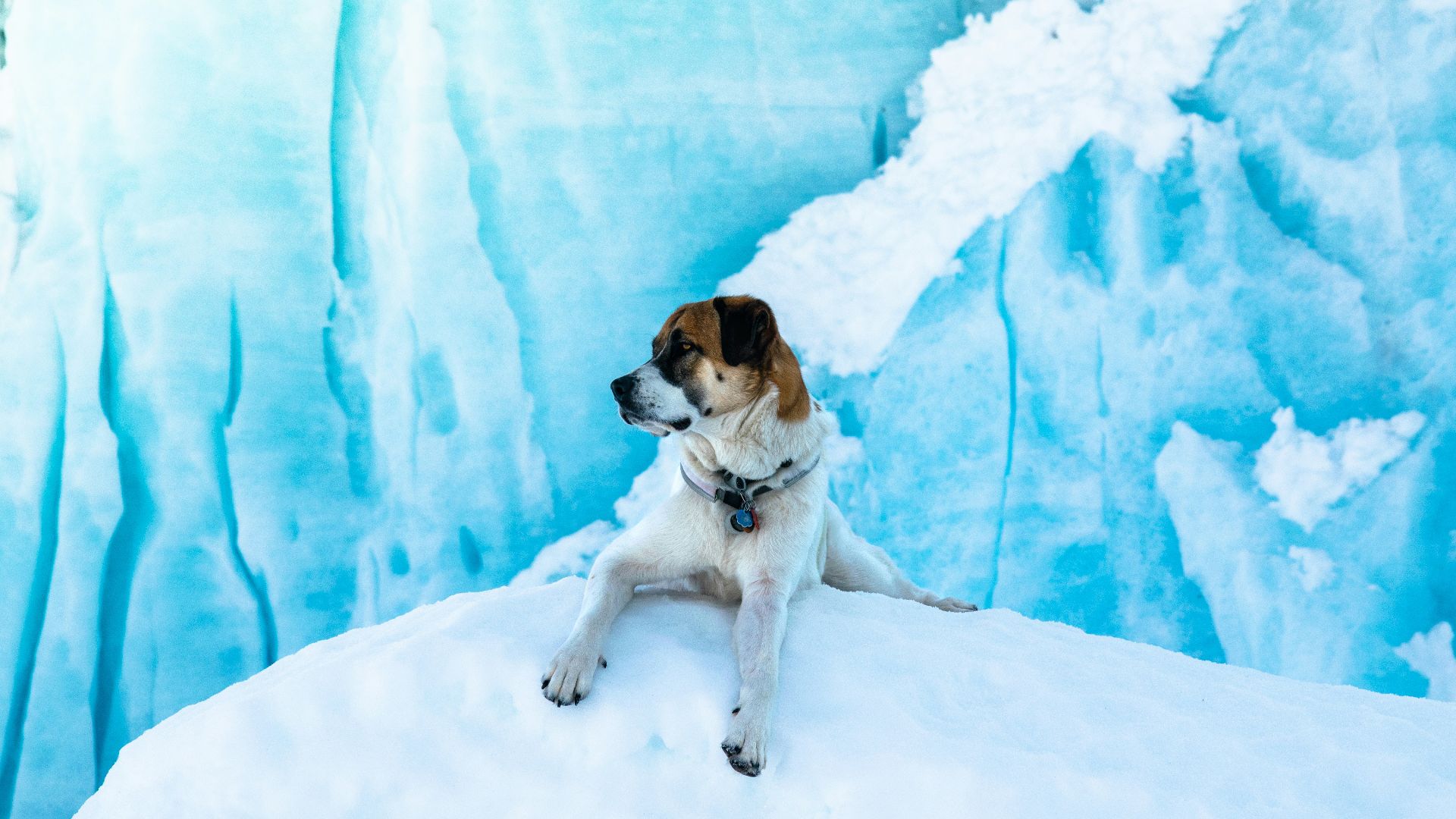 medium short-coated brown and tan dog on snow