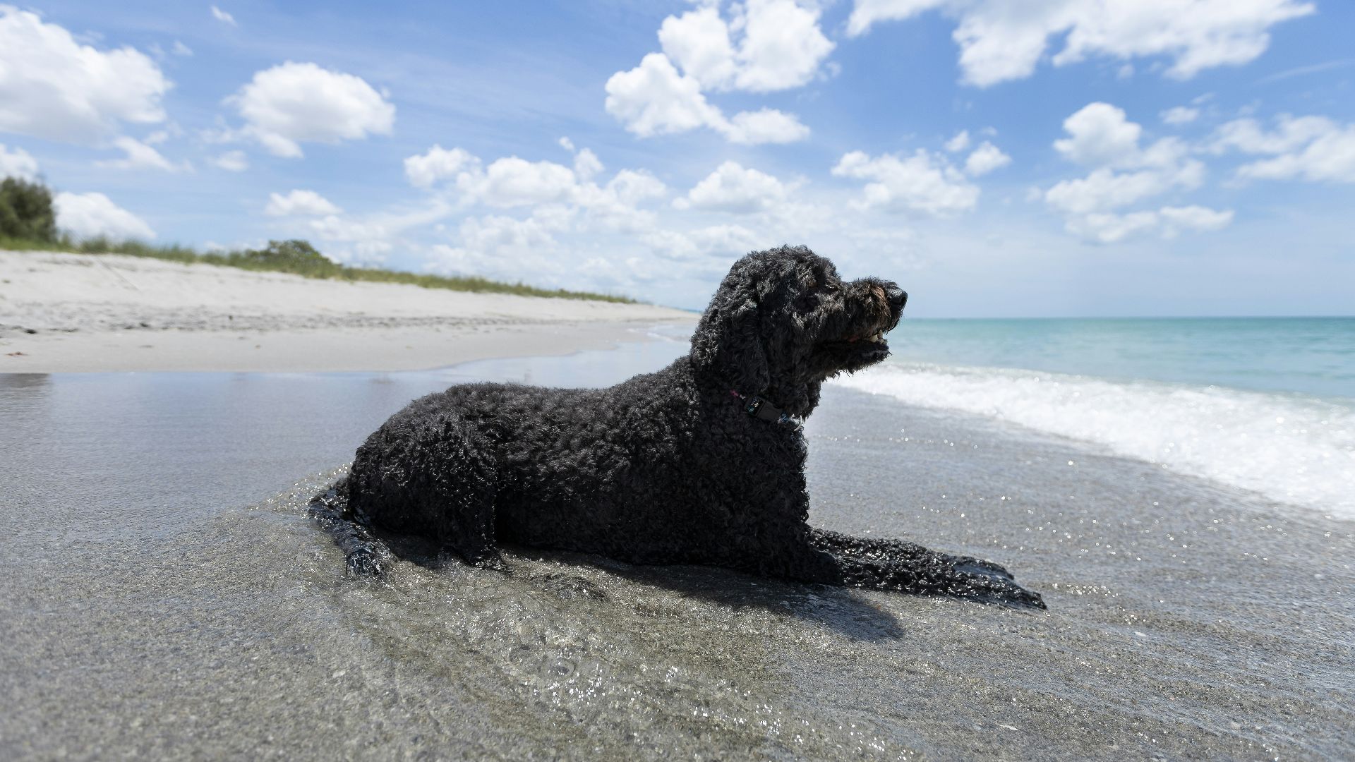 a black dog laying on top of a sandy beach