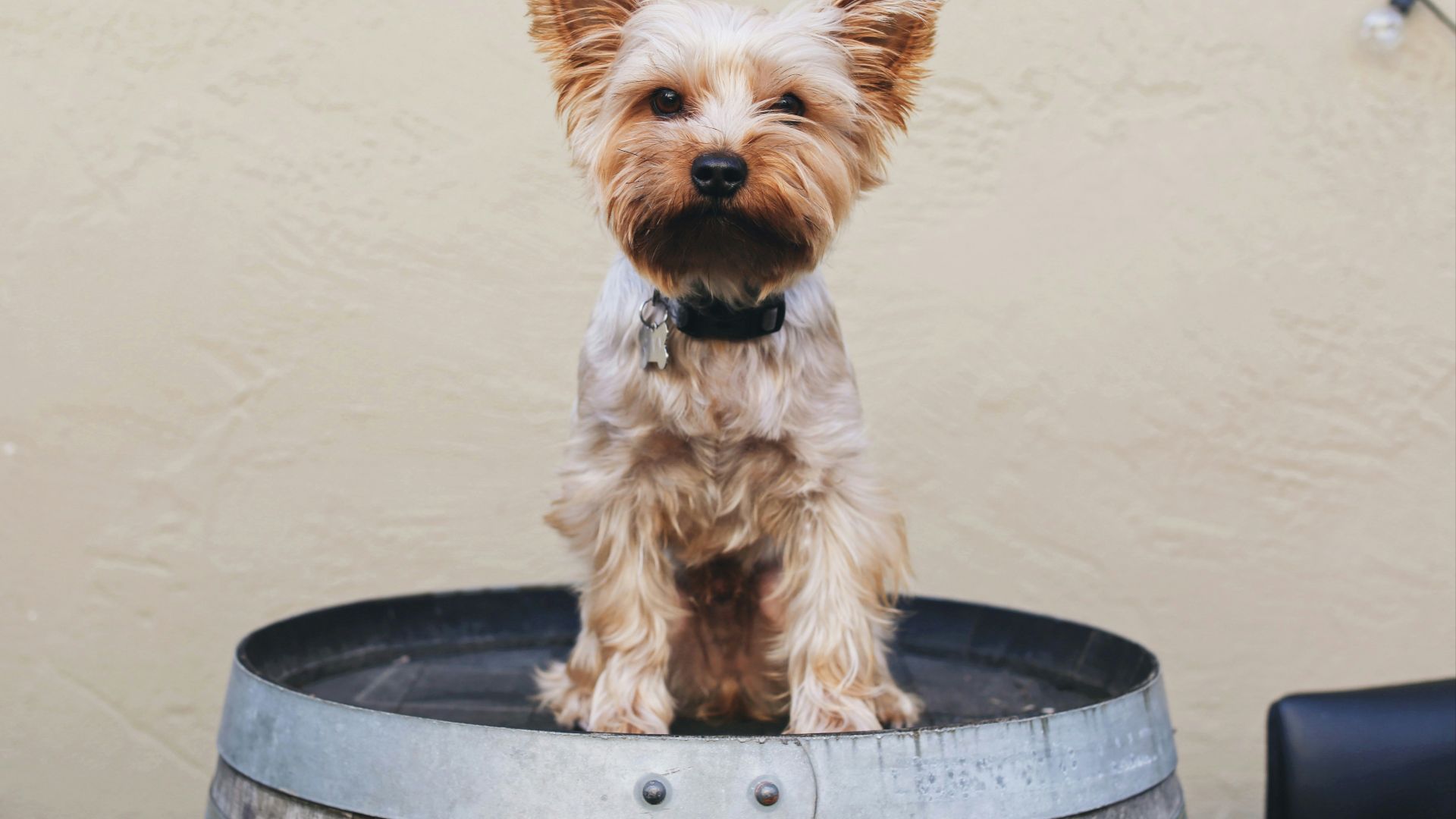 brown and white yorkshire terrier puppy on black round plastic basin