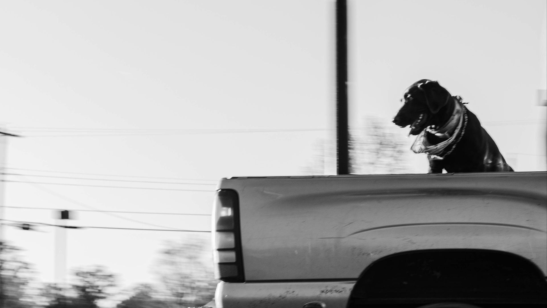 a dog on the back of a truck