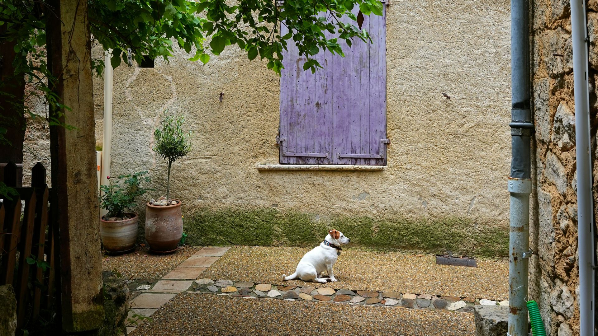 a dog laying on the ground in front of a building
