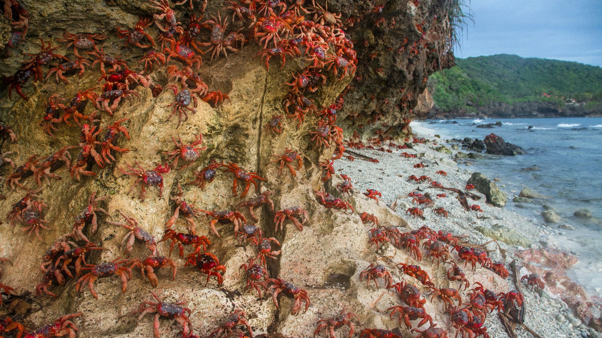 crabs near seashore