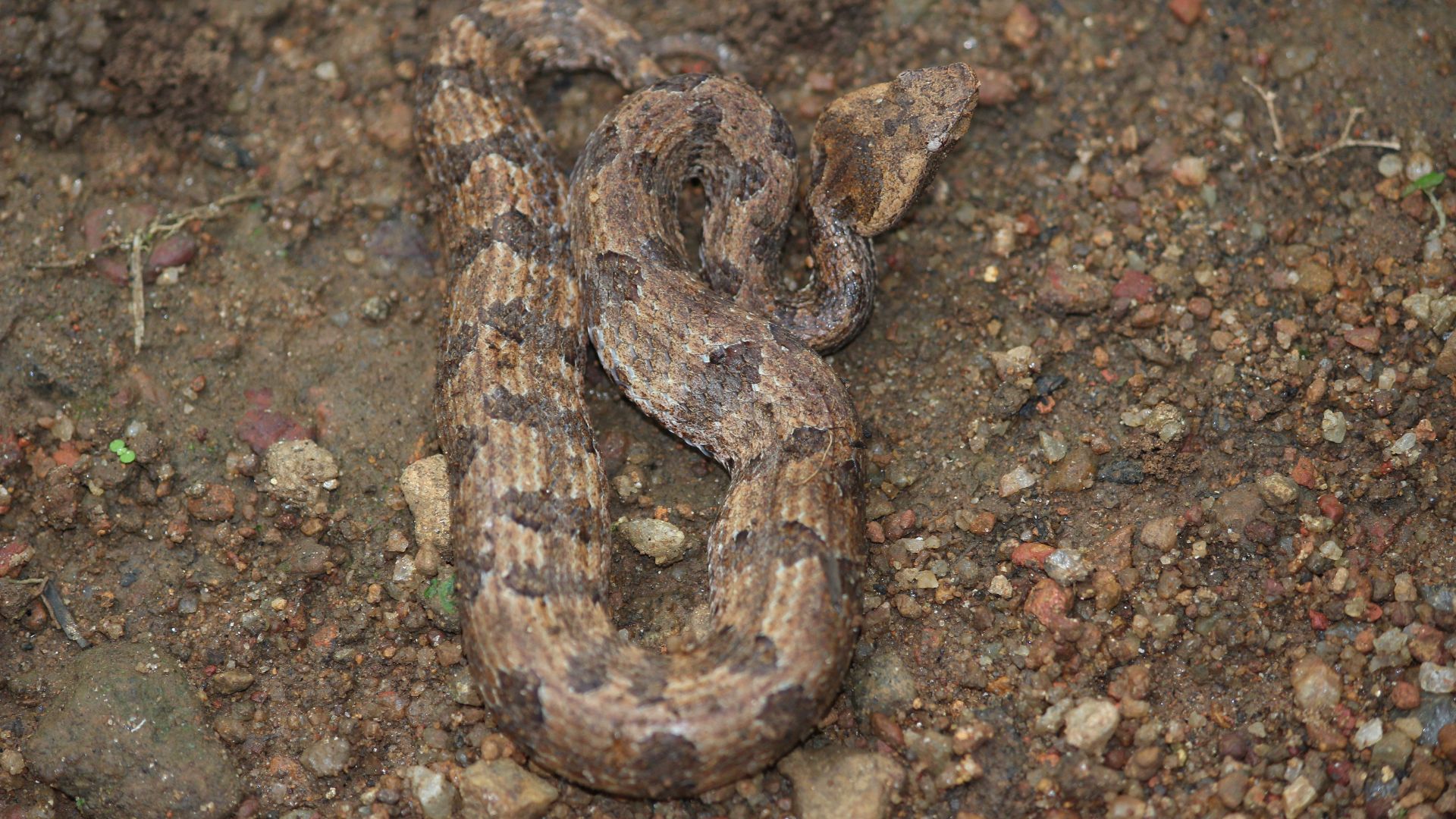 File:Hump Nosed Pit Viper @ Kanjirappally, Kerala 05.JPG