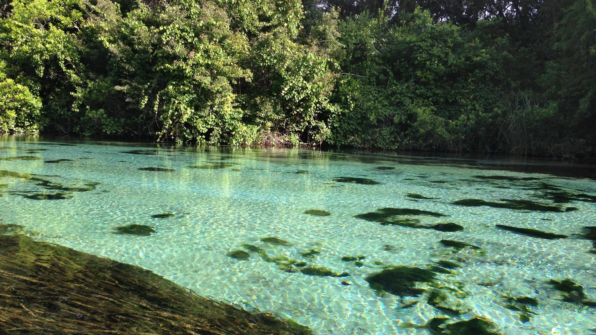 File:Weeki Wachee River July 2013.jpg