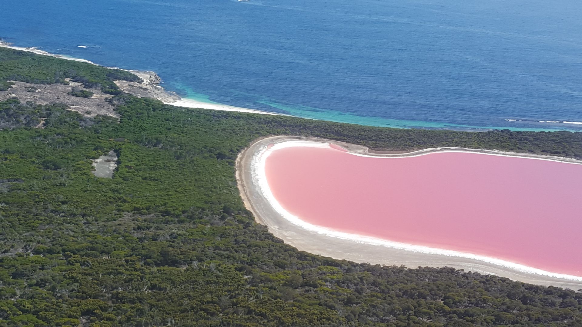 File:Pink Lake (Lake Hillier) on Middle Island off the coast of Esperance Western Australia.jpg