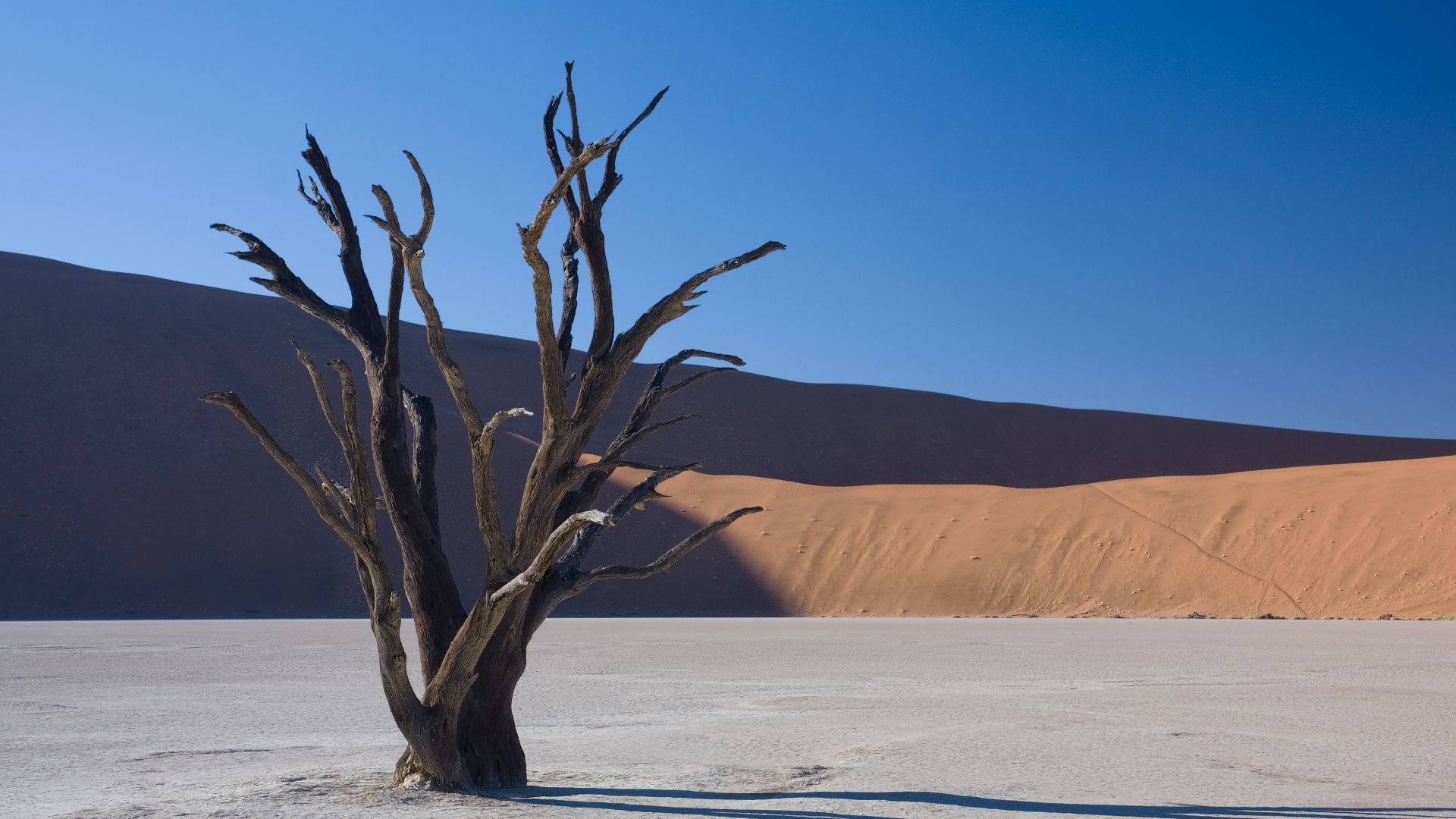 File:Dead Vlei 5.jpg
