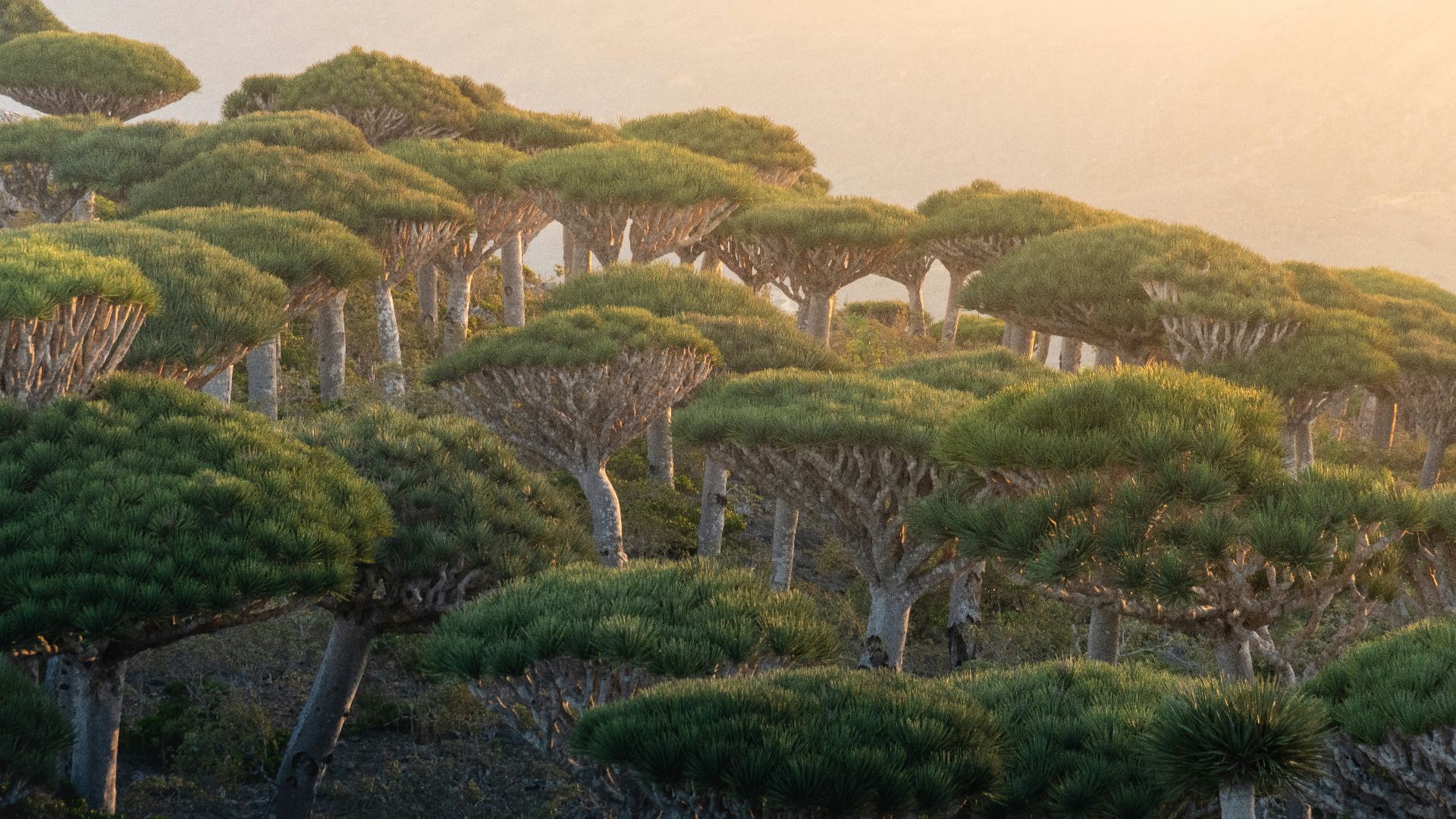 a group of trees in the middle of a forest