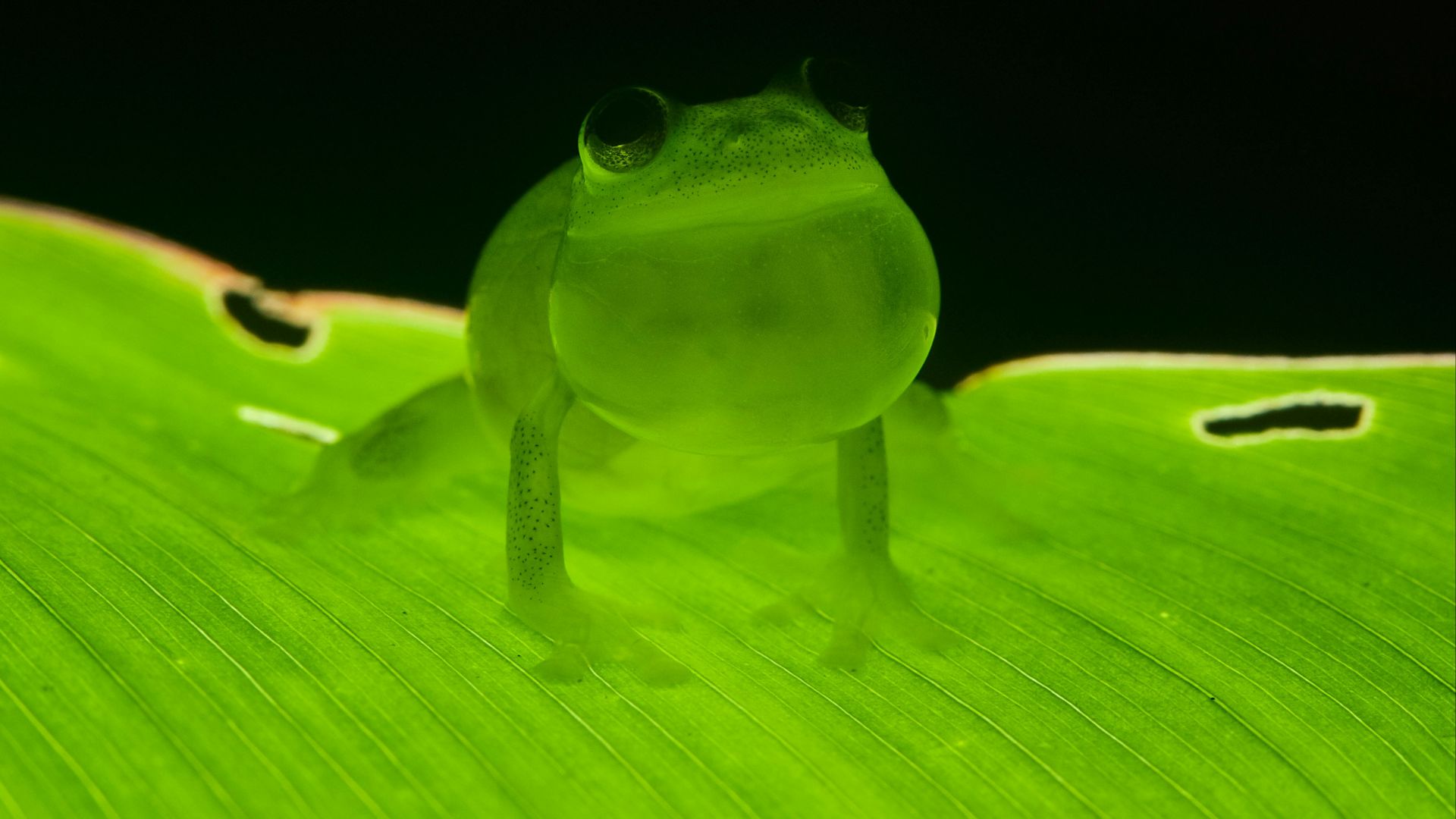 green frog on green leaf