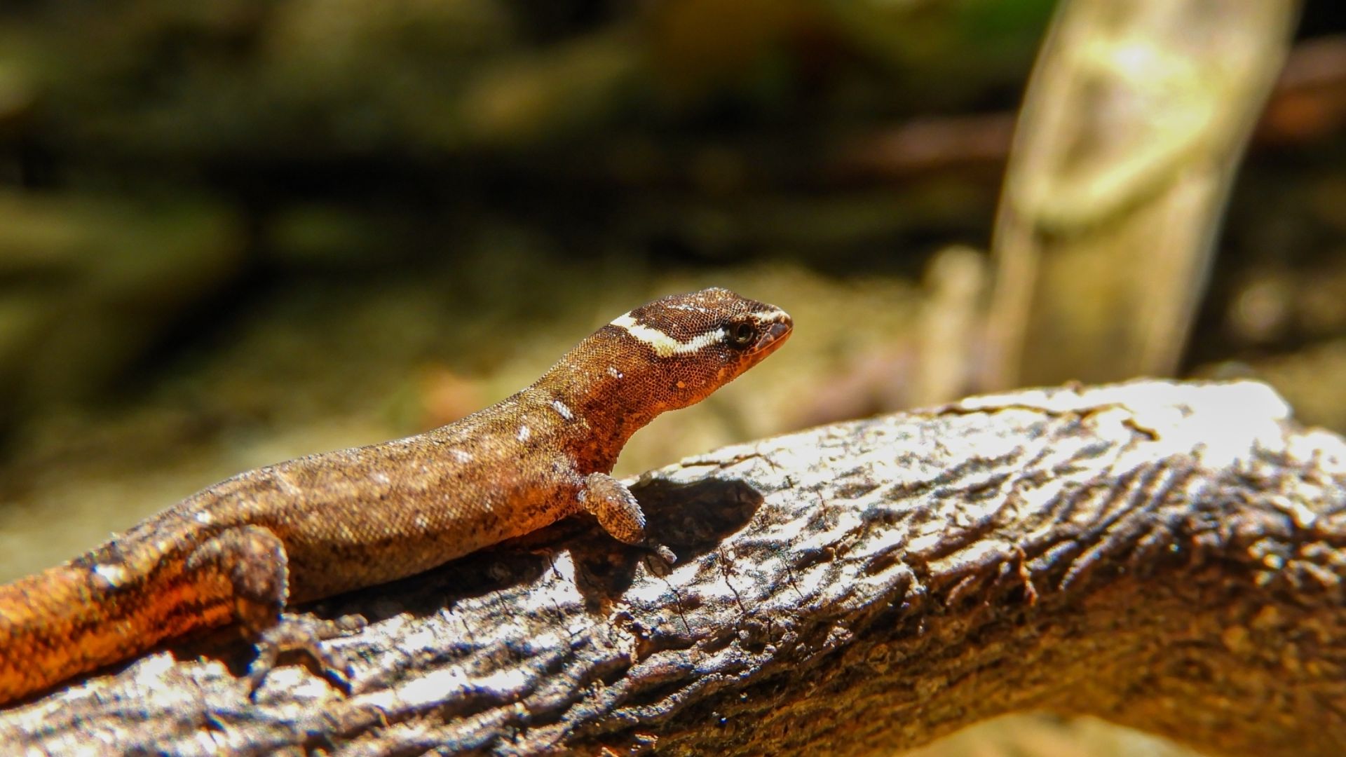 File:Lepidoblepharis miyatai 111348897.jpg