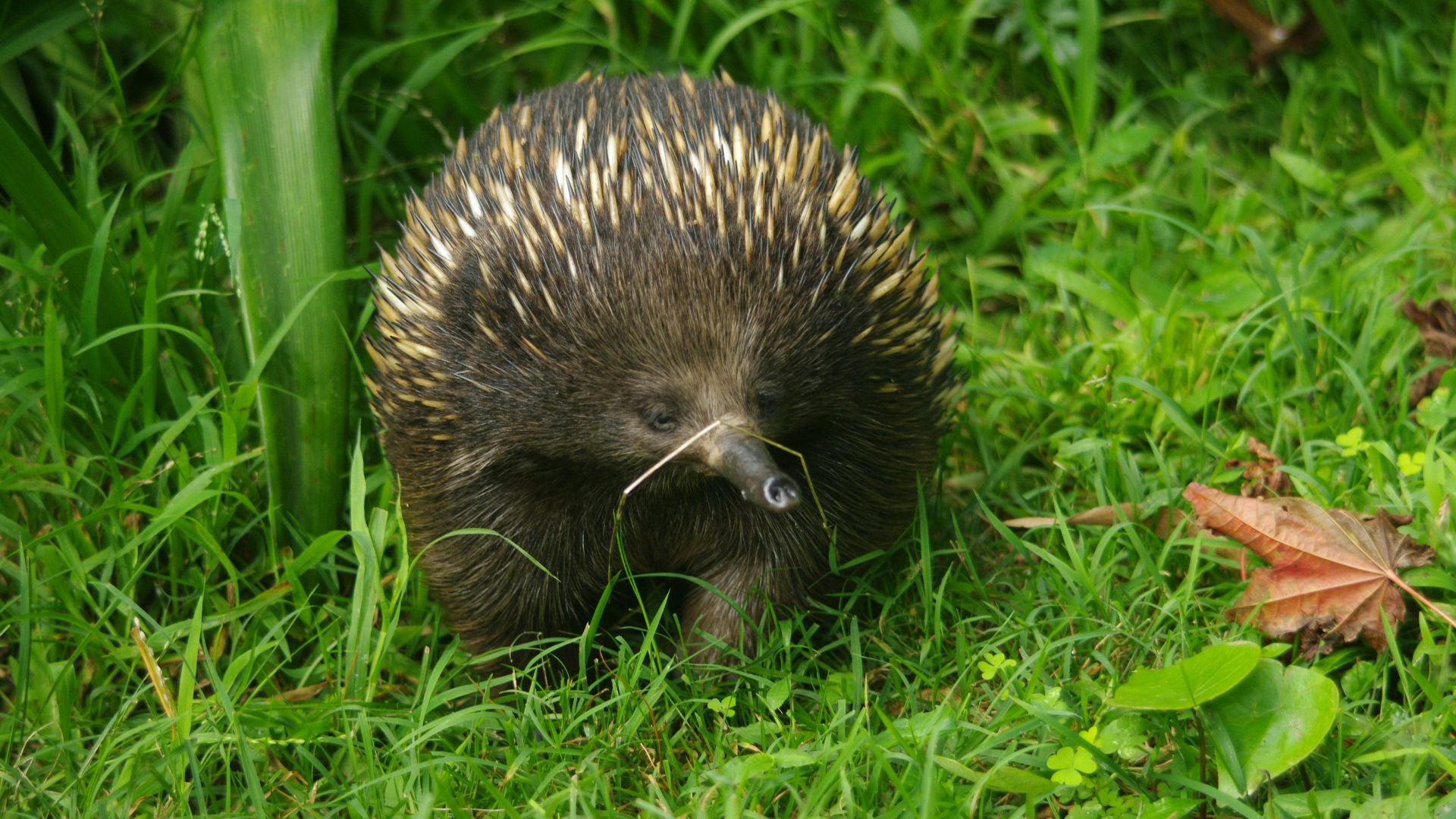hedgehog walking on green grass
