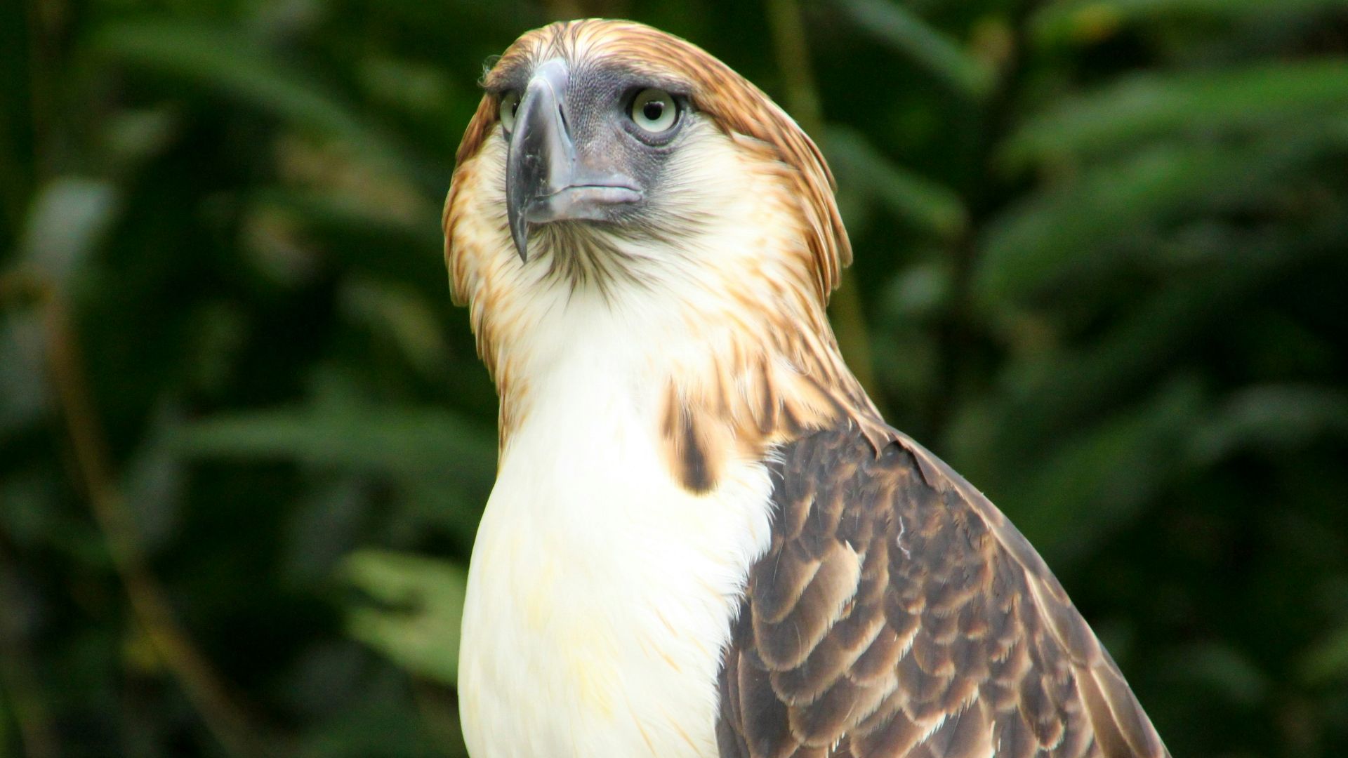 brown and white bird in close up photography