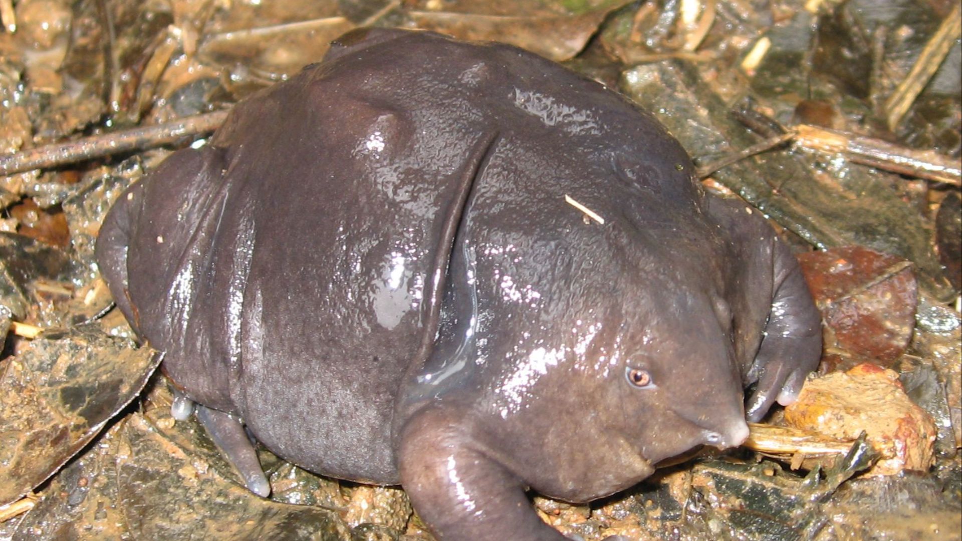 File:Nasikabatrachus sahyadrensis.jpg