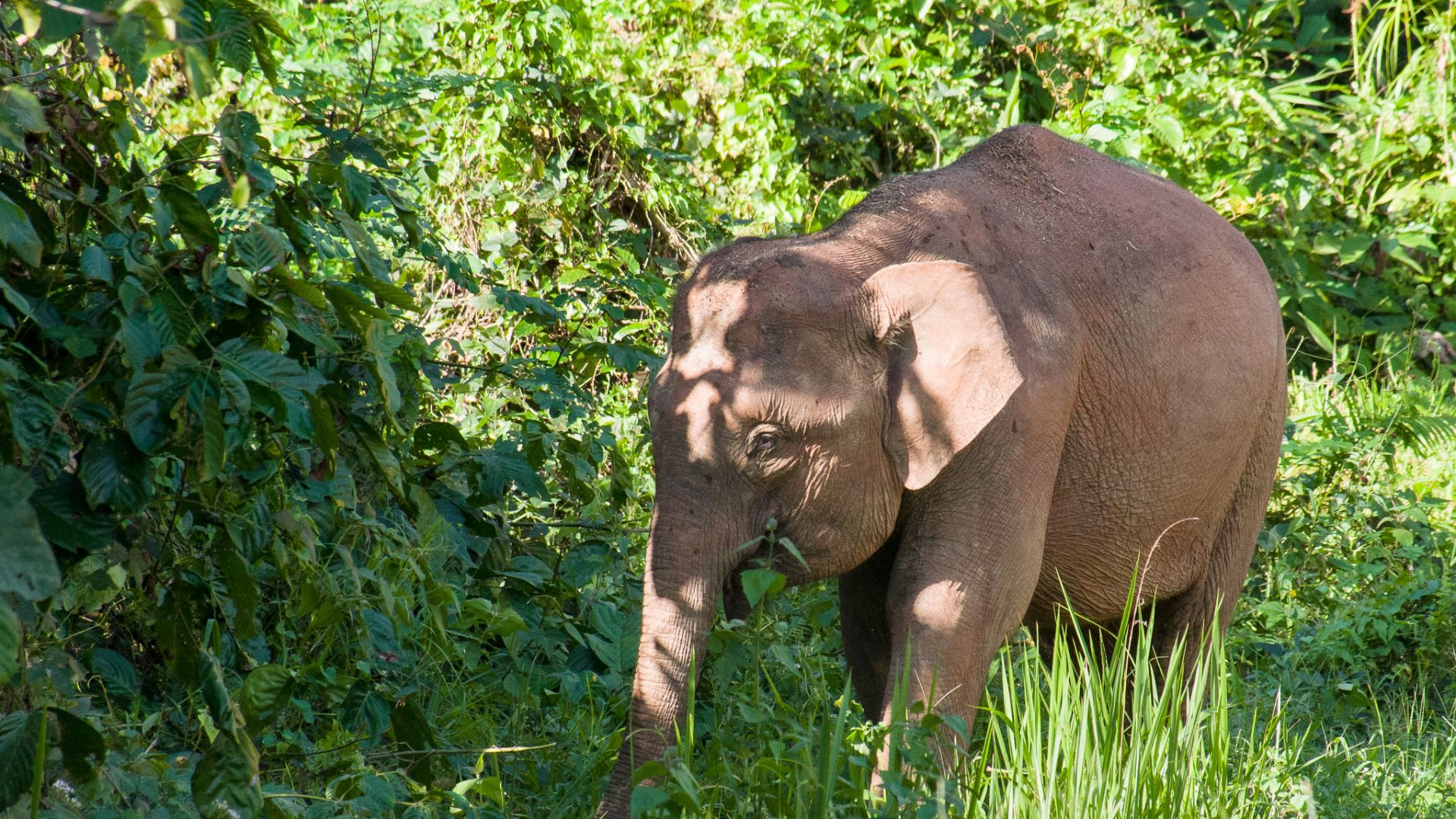 File:Borneo Elephant (14839426839).jpg