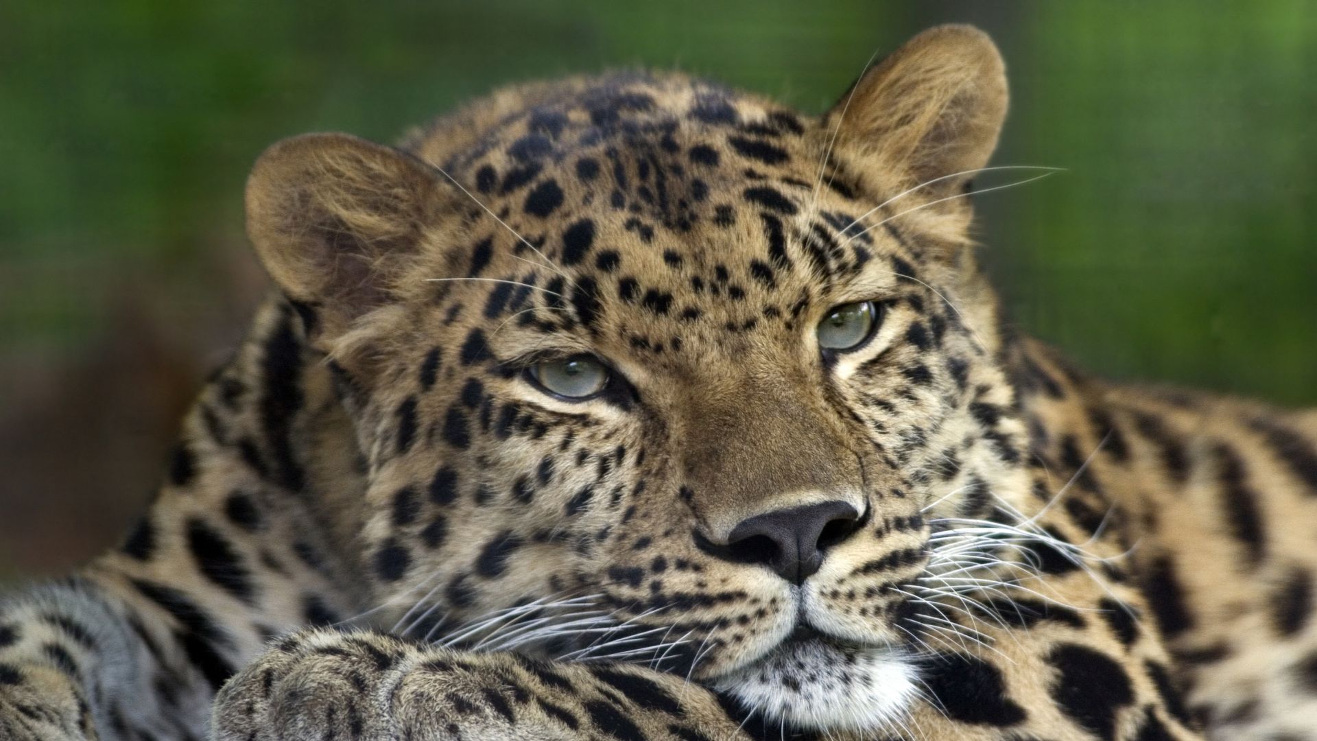 File:Amur Leopard Pittsburgh Zoo.jpg