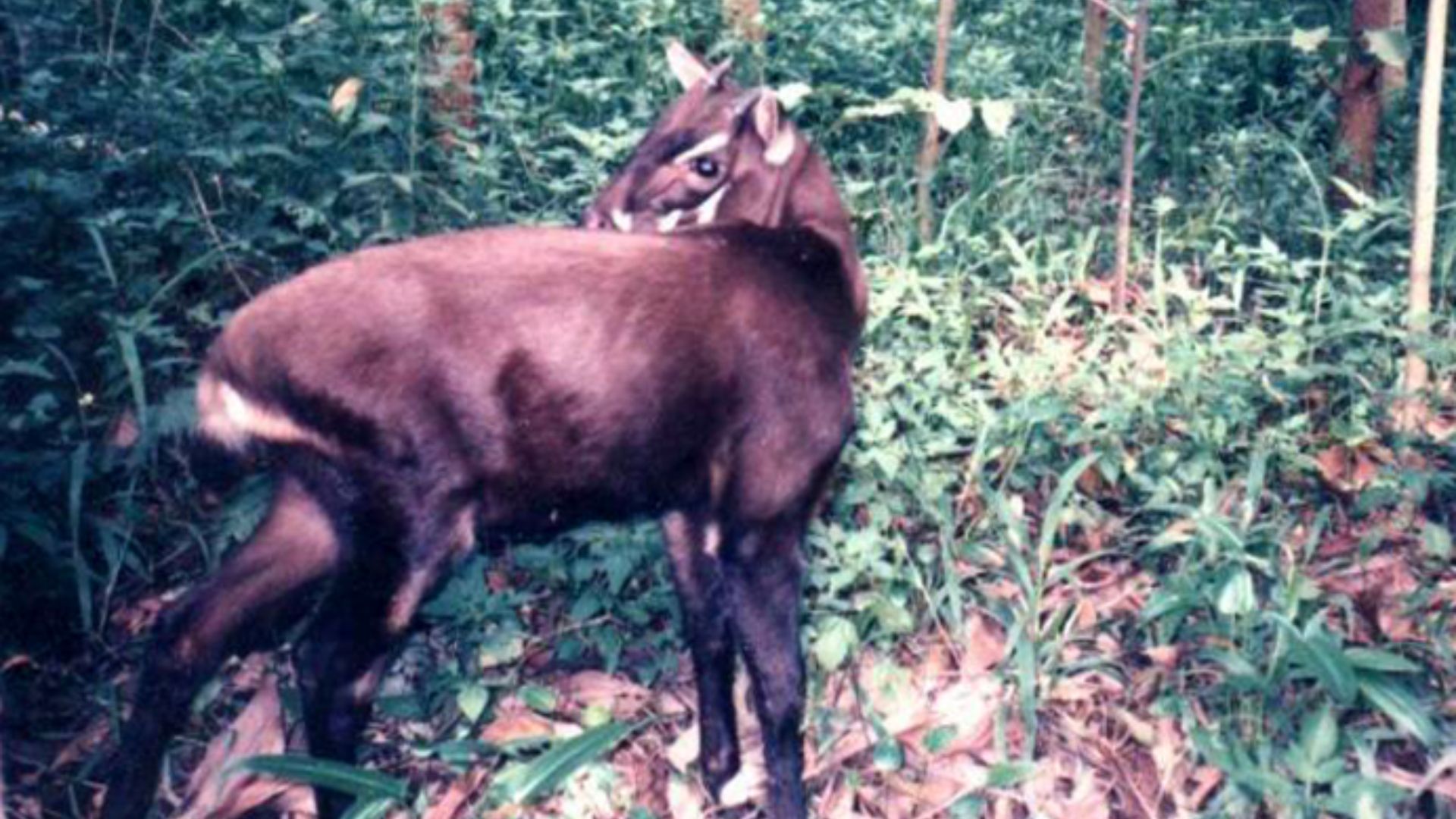 File:Pseudoryx nghetinhensis.PNG