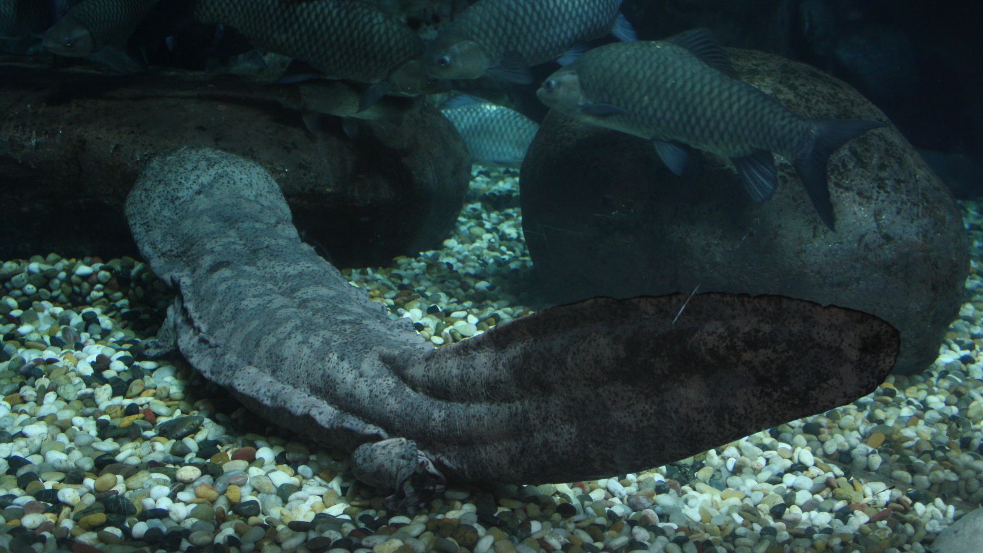 File:2009 Andrias davidianus.JPG