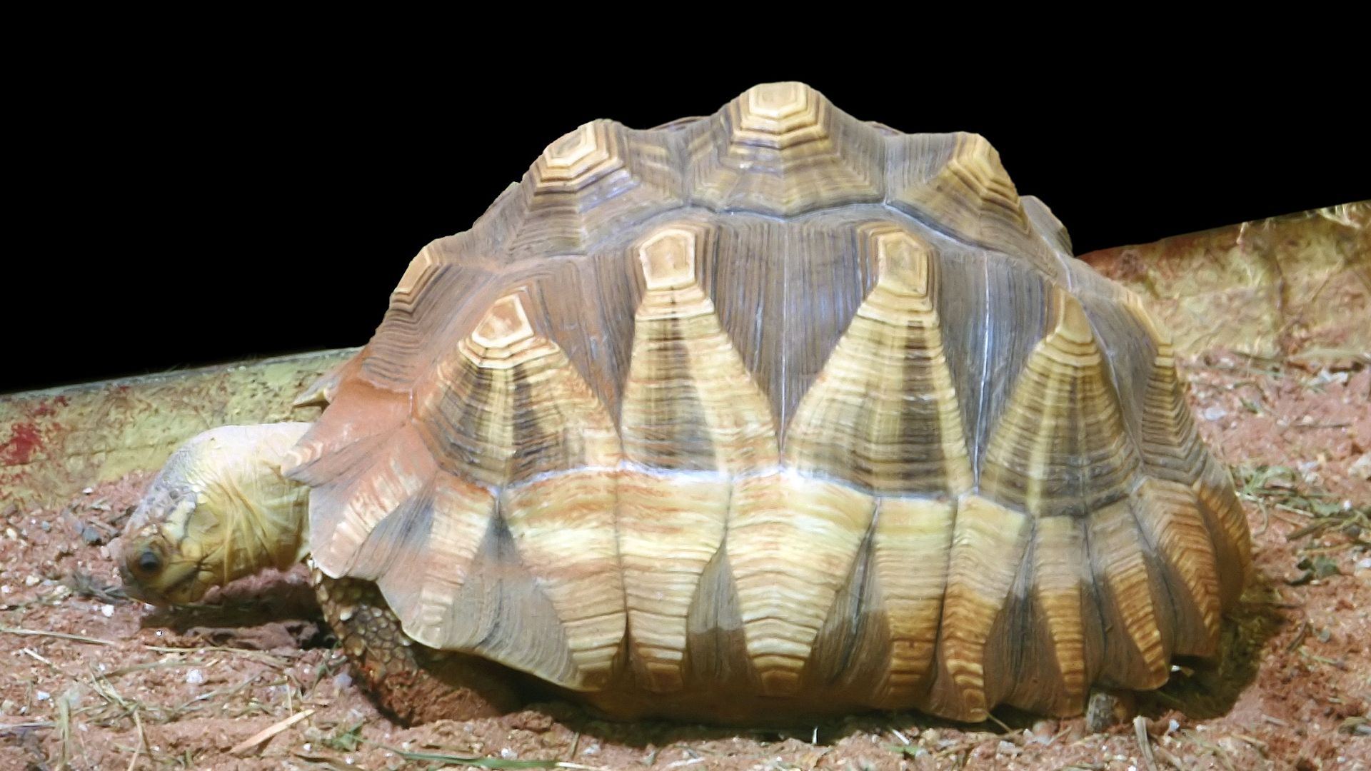 File:Astrochelys yniphora.jpg