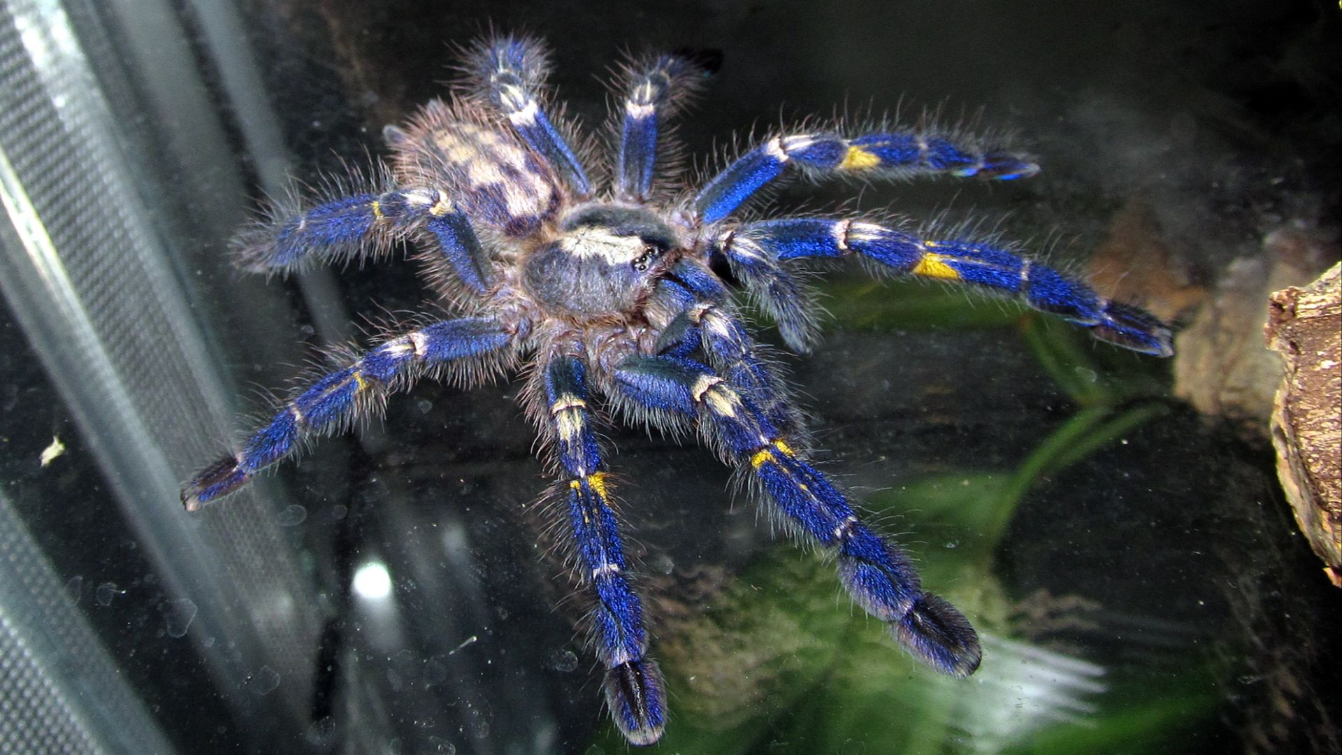 File:Poecilotheria metallica - juvenile male.jpg