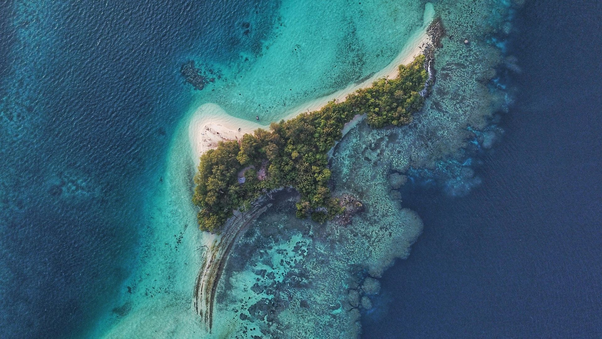 a close-up of a sea creature
