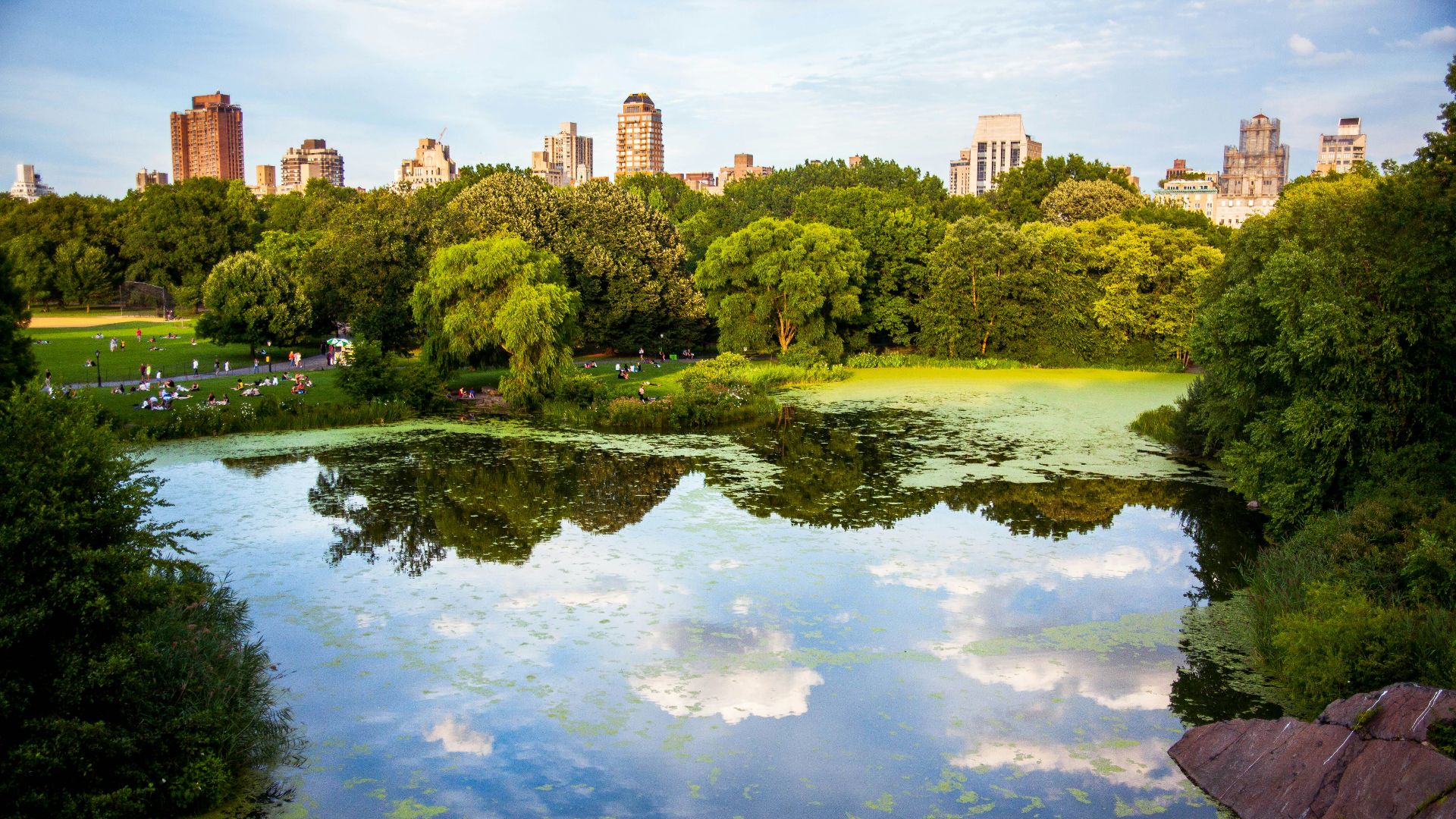green trees near body of water