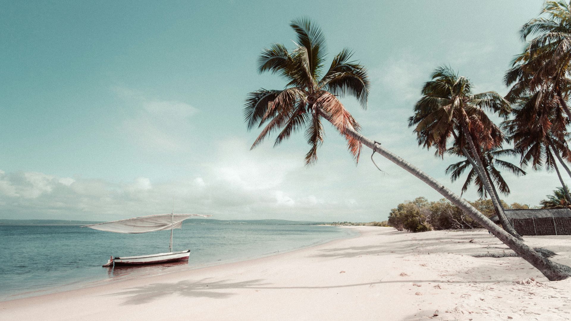 beach beside coconut palm tree