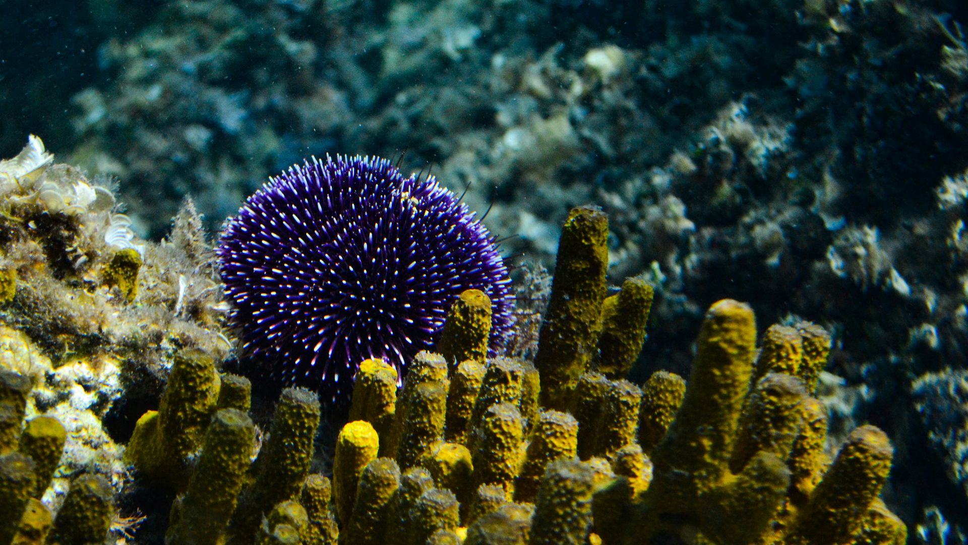 a sea creature under water